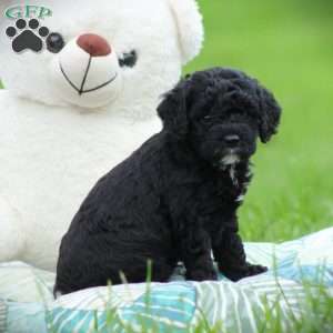 Zorro, Cockapoo Puppy
