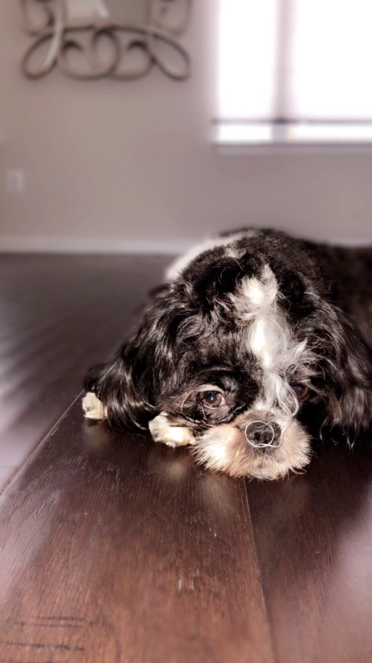 Abram Stoltzfus Greenfield Puppies