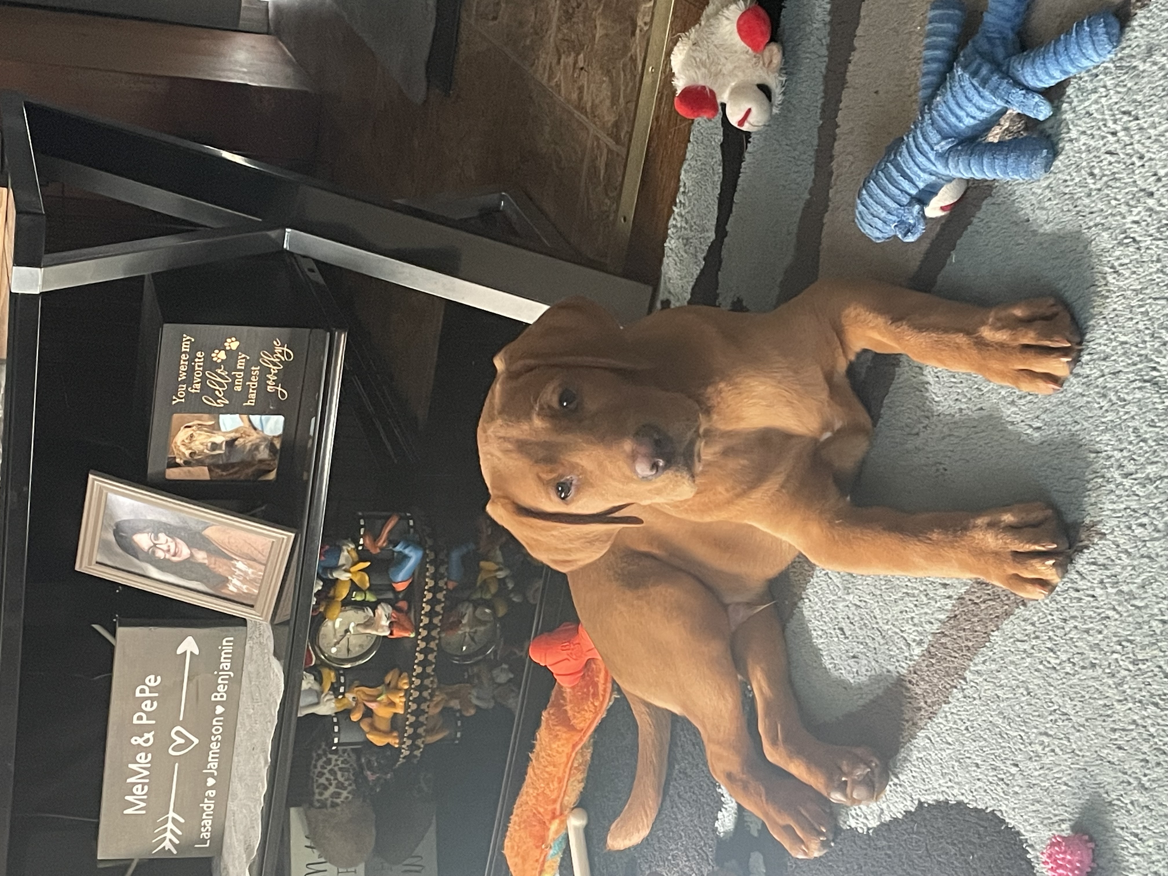 Photo Review Submission from Lisa Foley