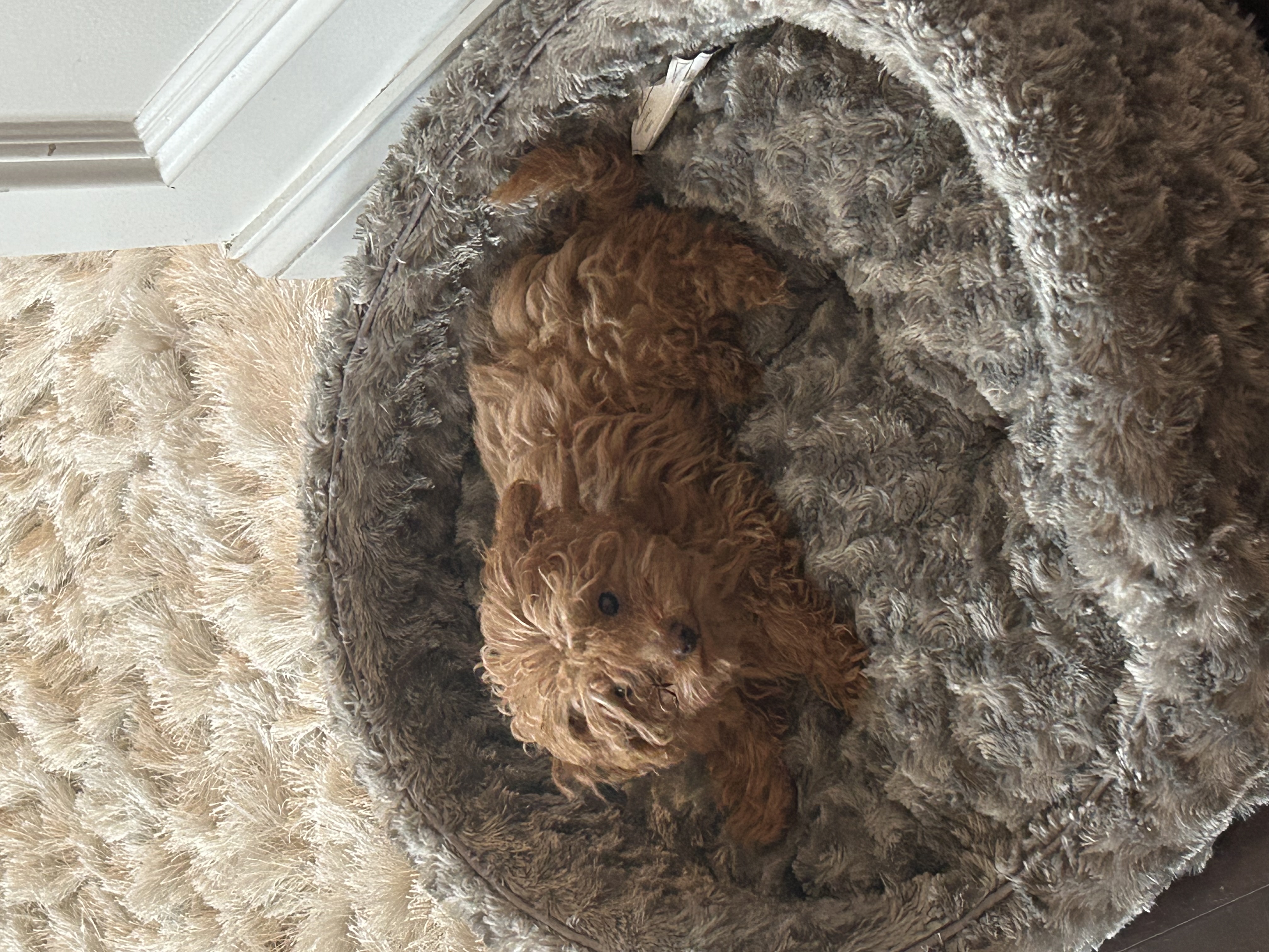 Photo Review Submission from Milania Pascucci