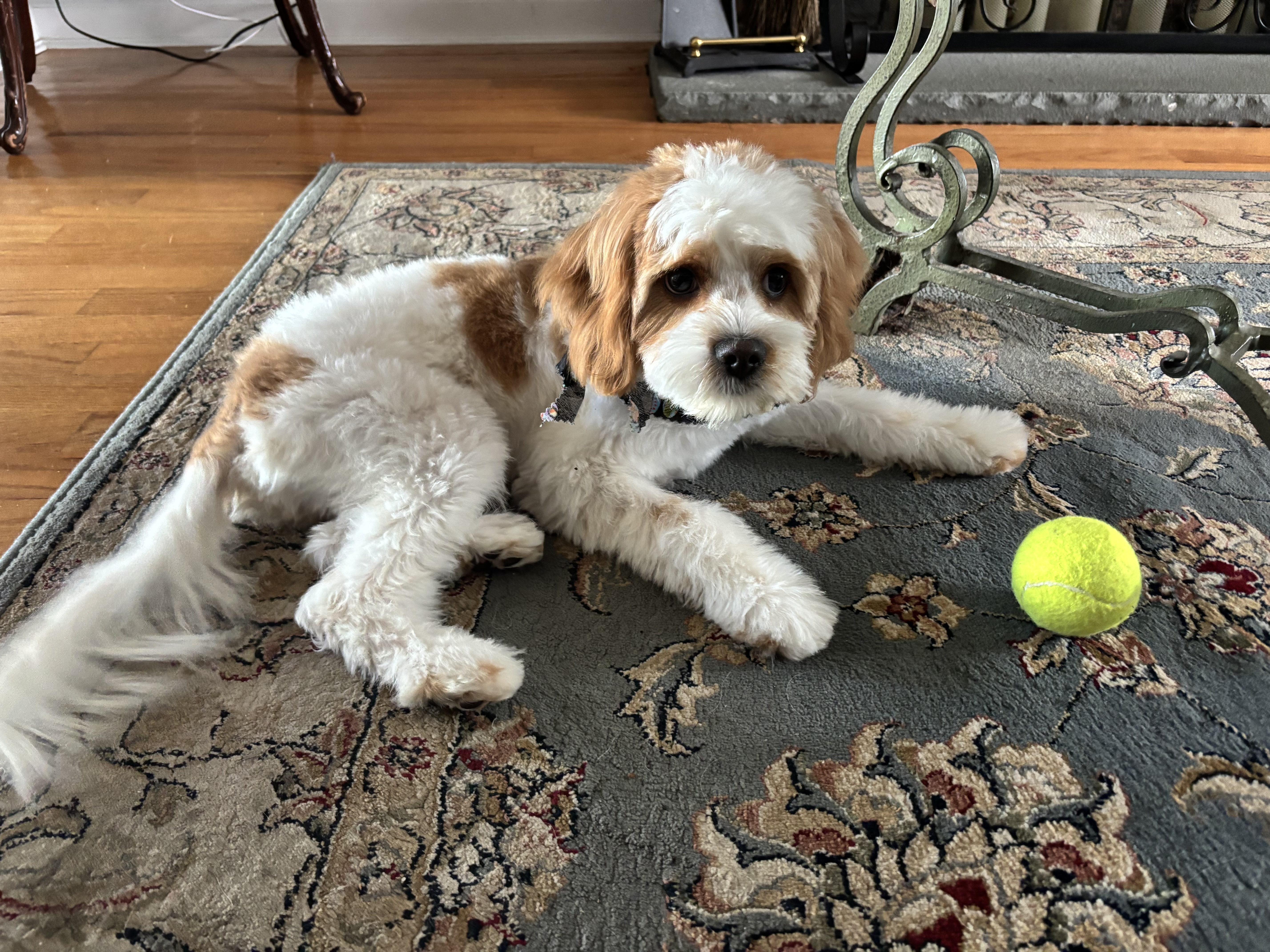 Photo Review Submission from Polly Palazzo