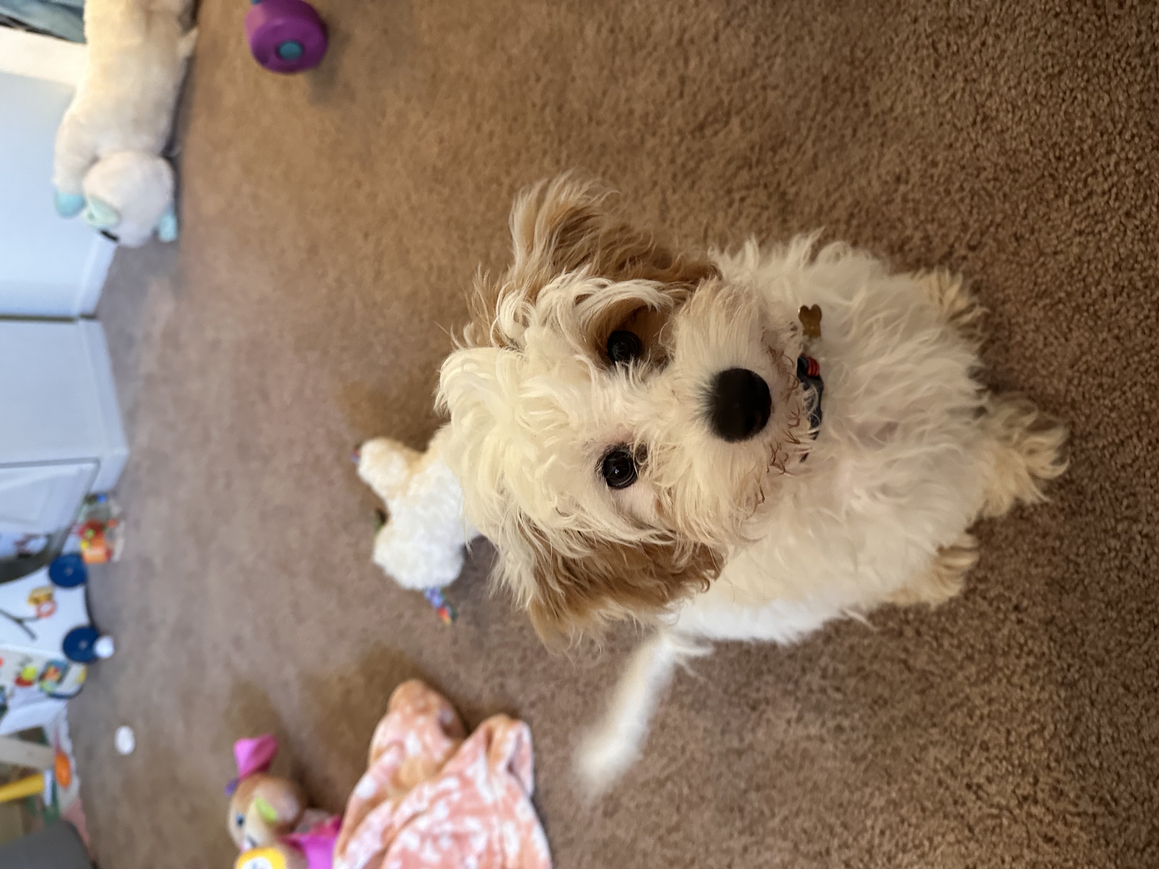 Photo Review Submission from Abigail Callahan