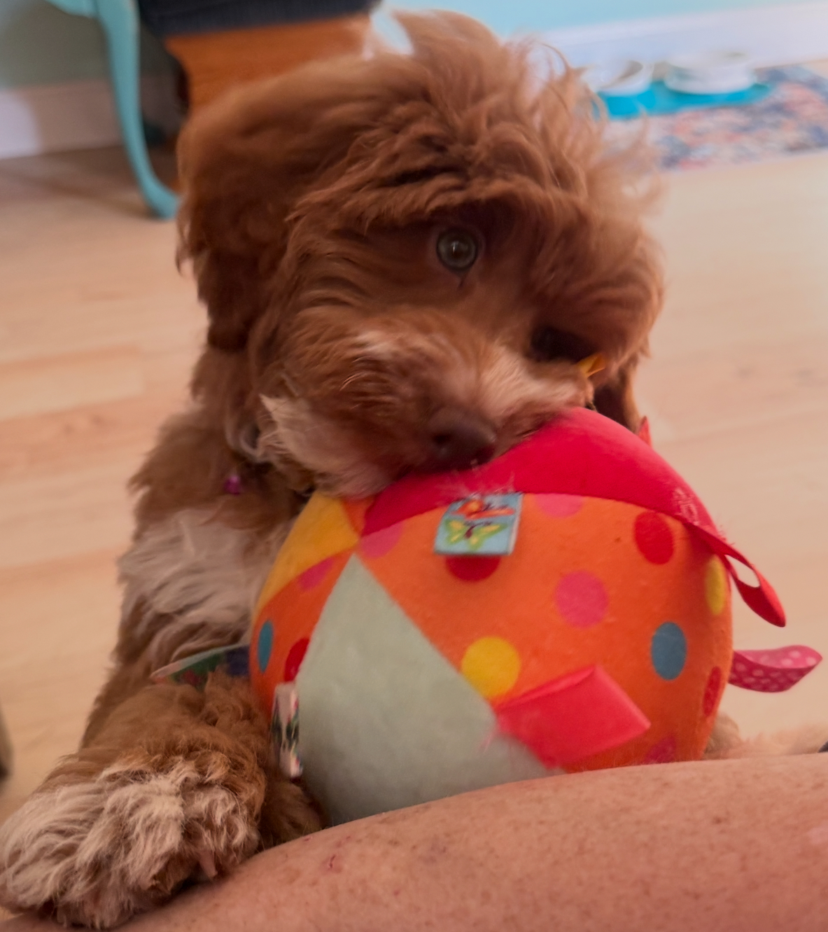 Photo Review Submission from Judi Caruso