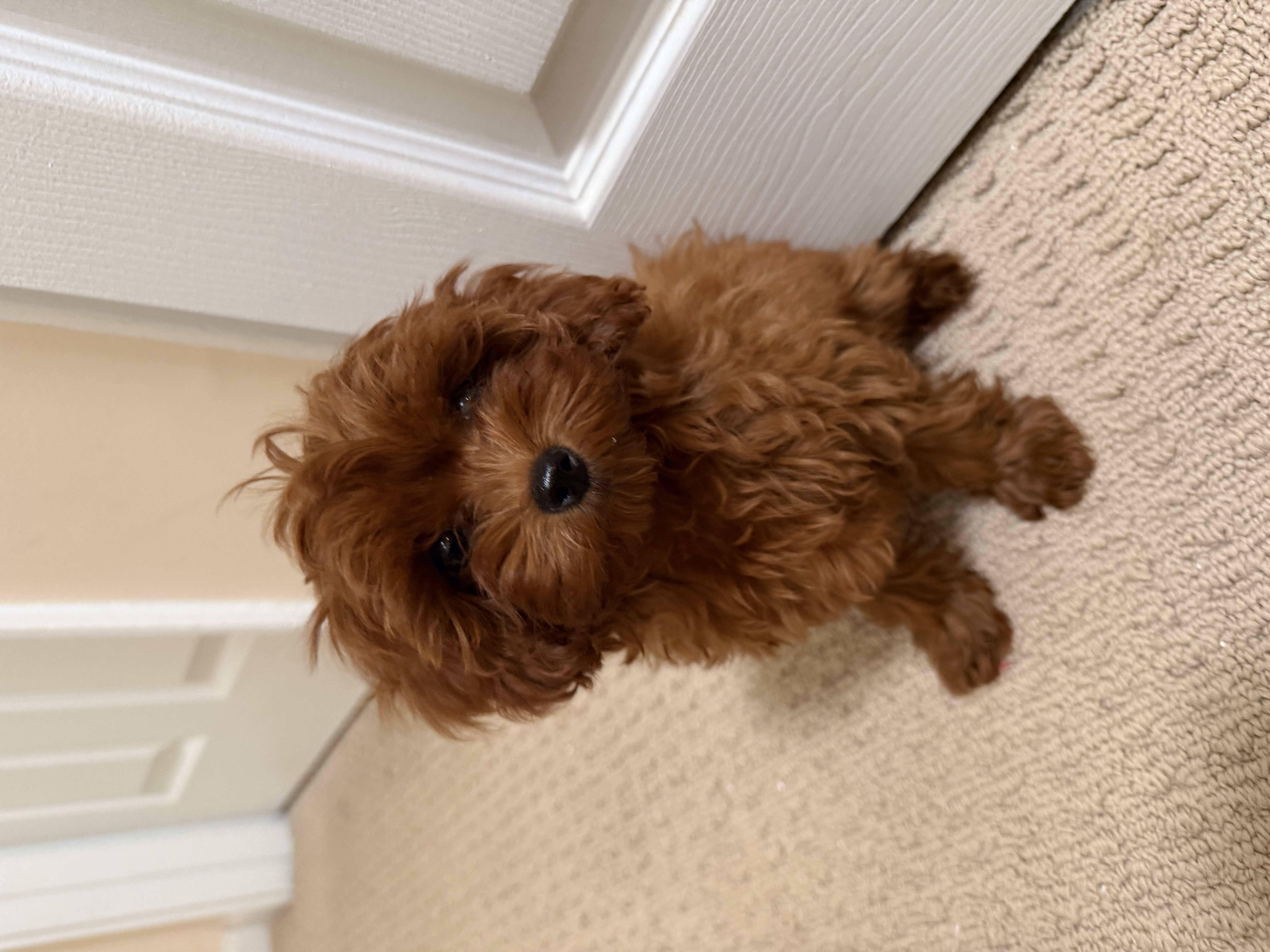 Photo Review Submission from Heidi Shaker