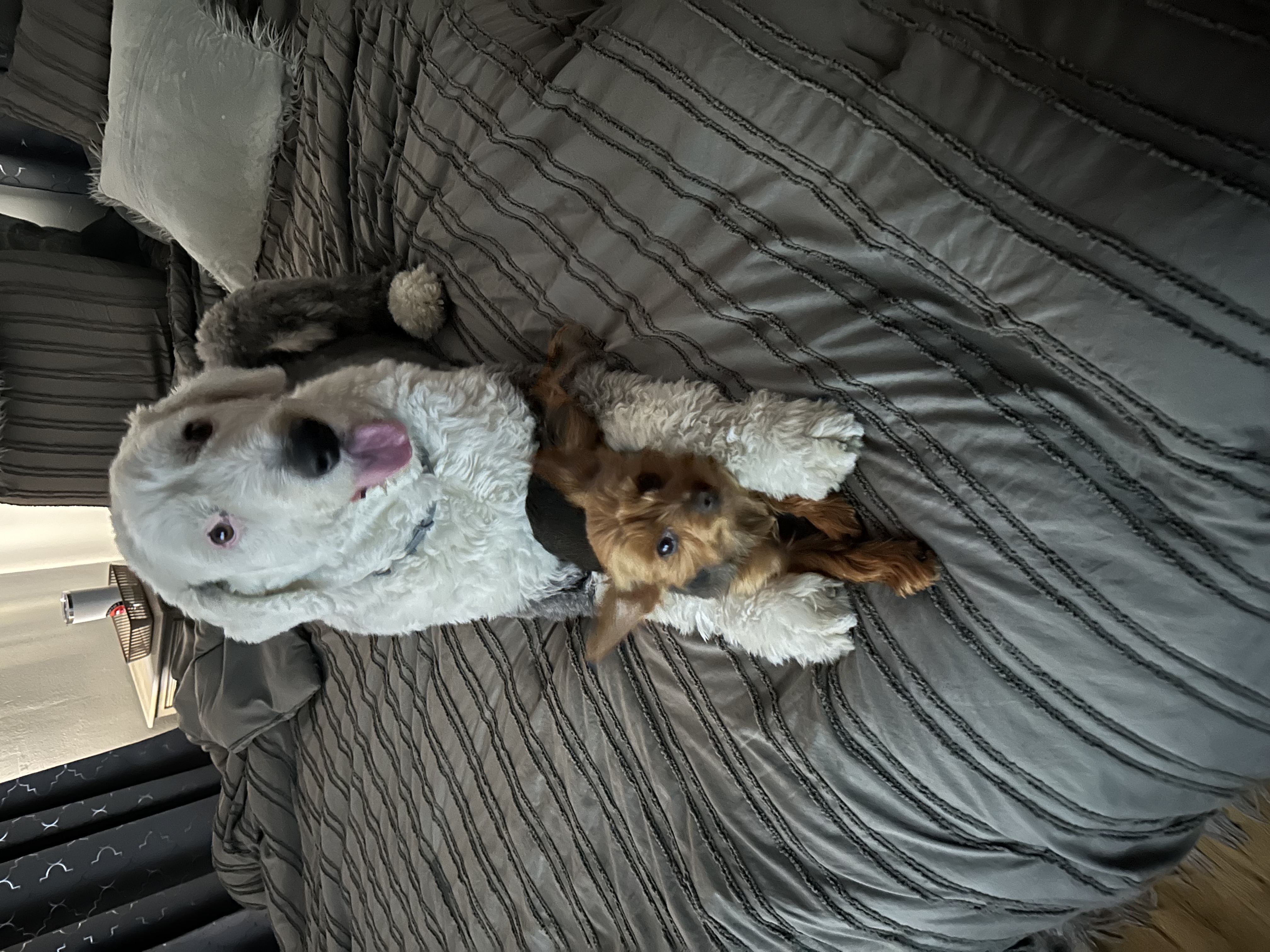 Photo Review Submission from Jackie Morris