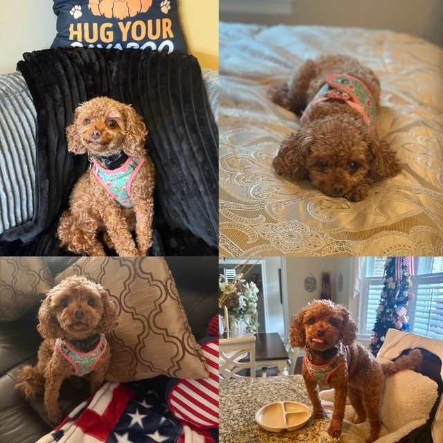 Photo Review Submission from stephanie dicarlo