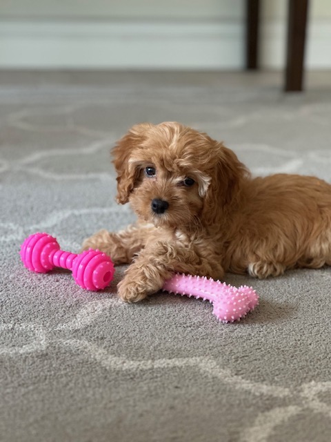 Photo Review Submission from Zara Borjian