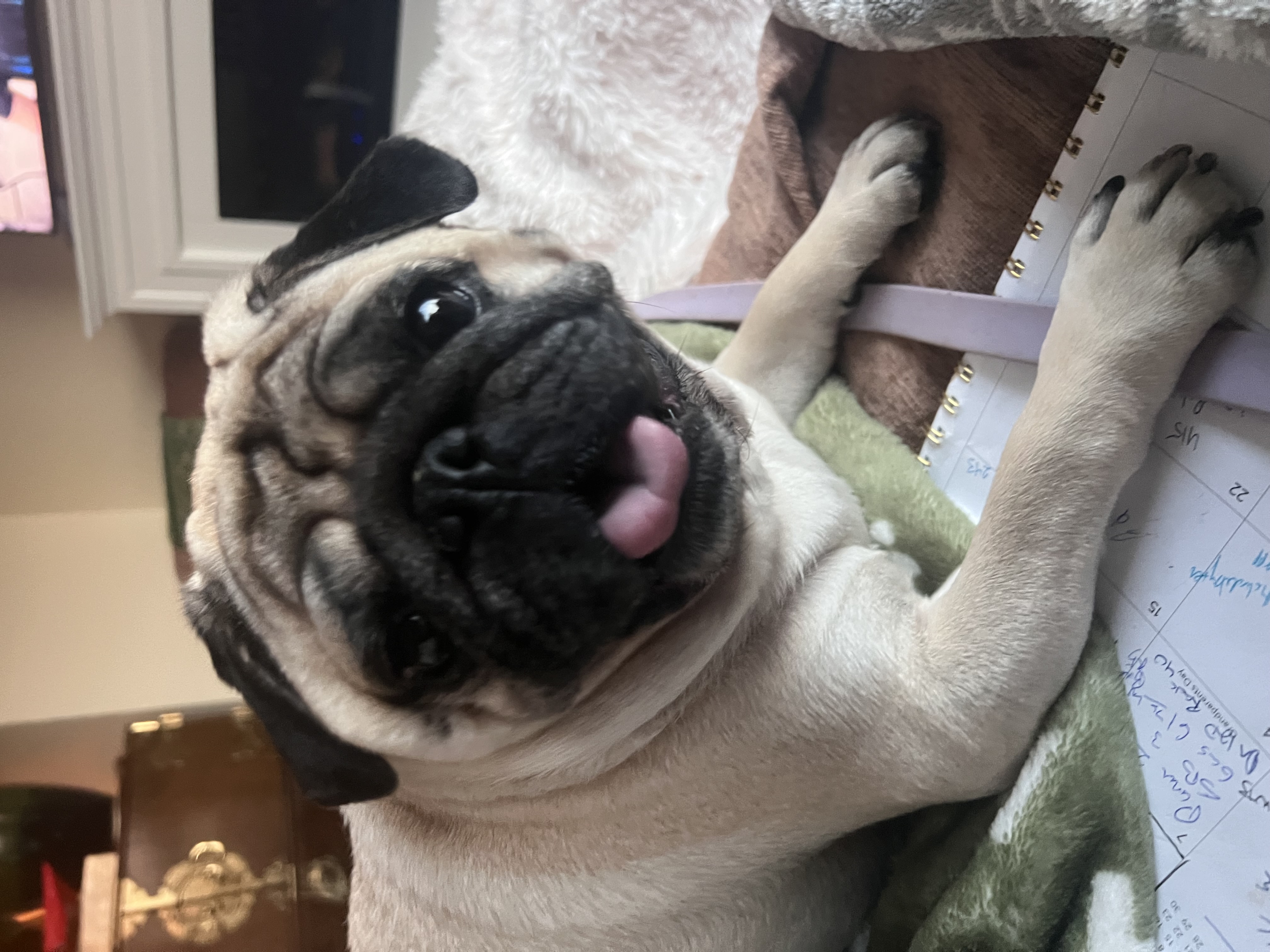 Photo Review Submission from Sharyn Bovat