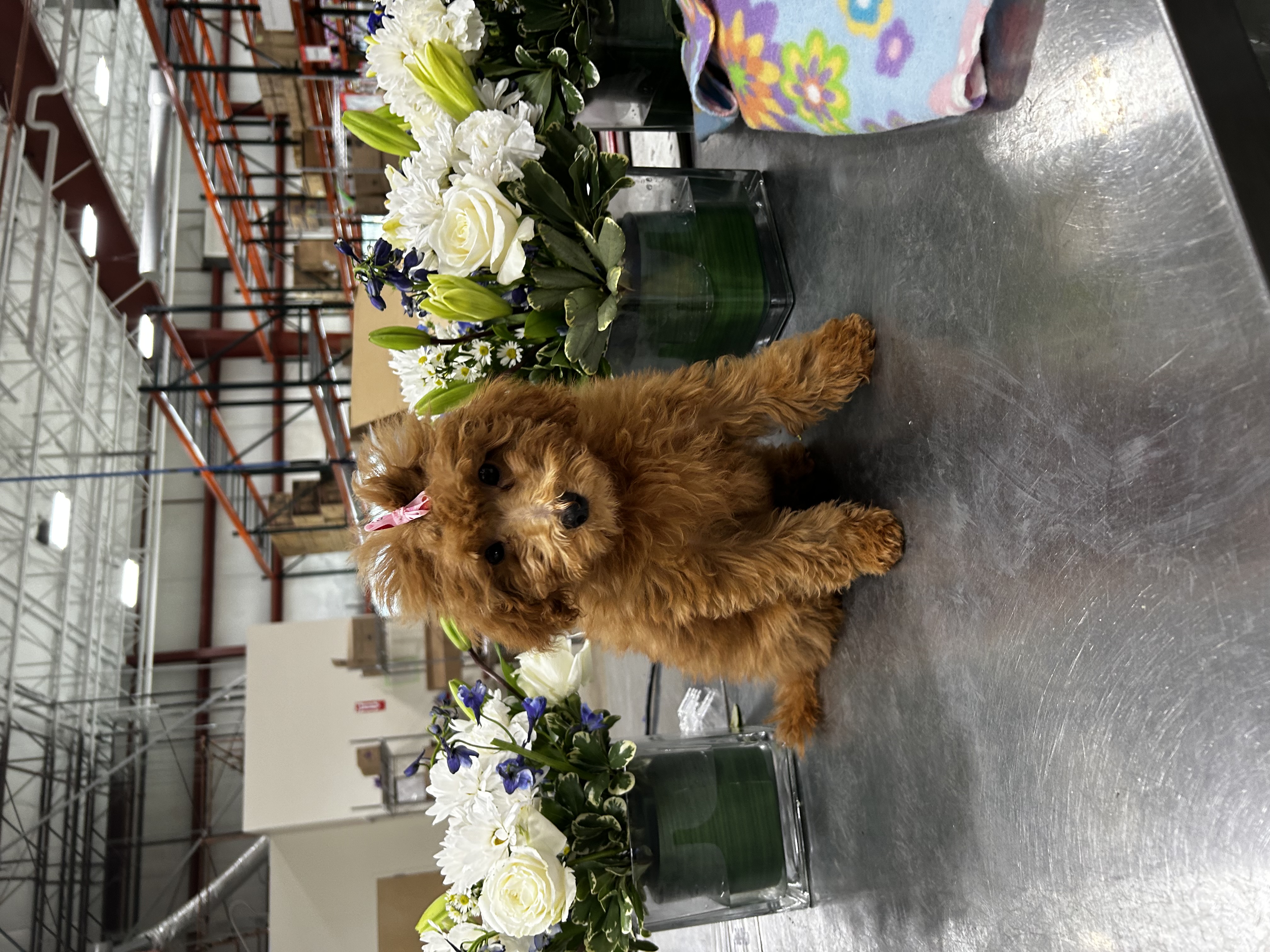 Photo Review Submission from Safarrah Saunders