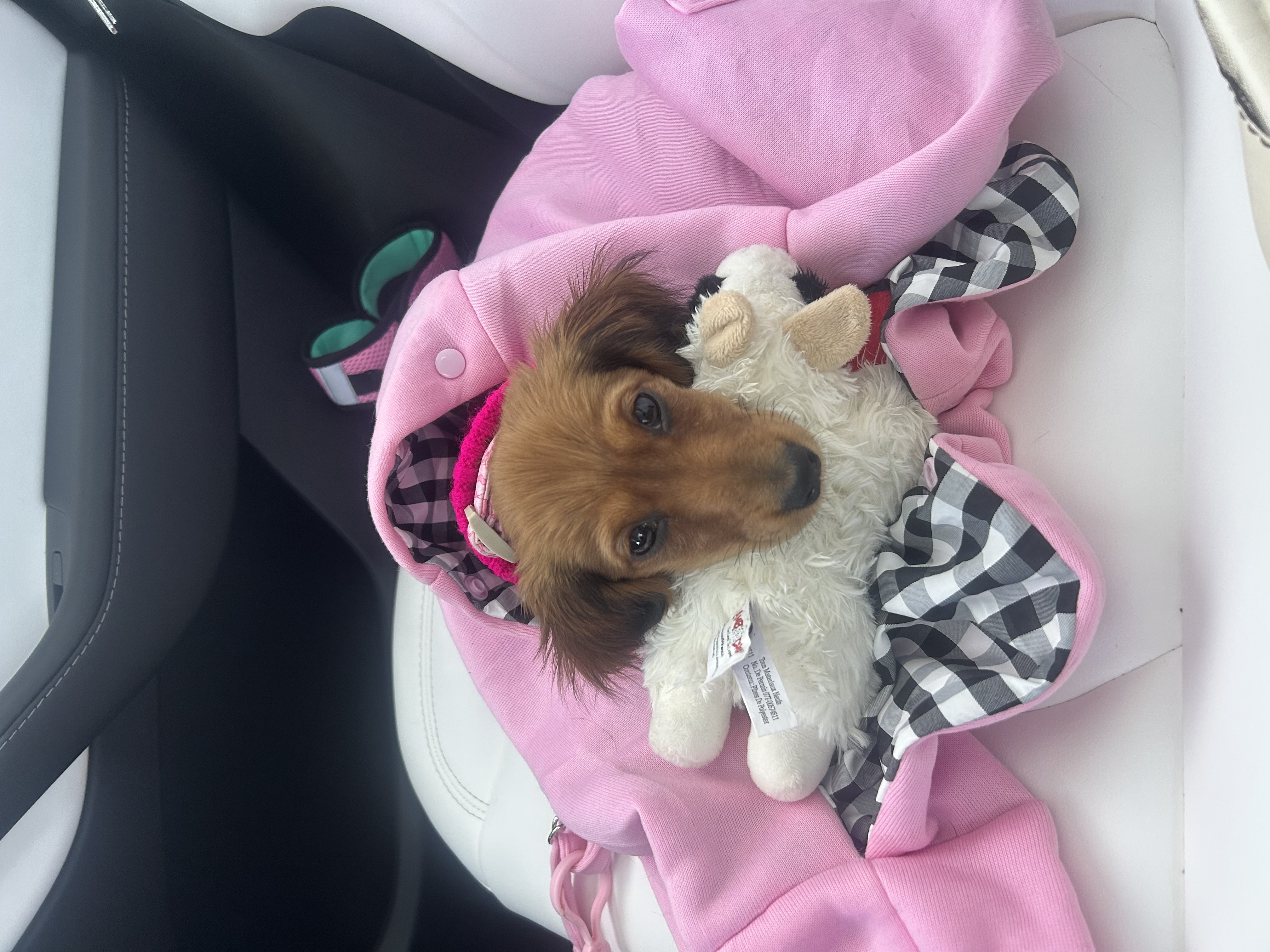 Photo Review Submission from Layla DeSomma