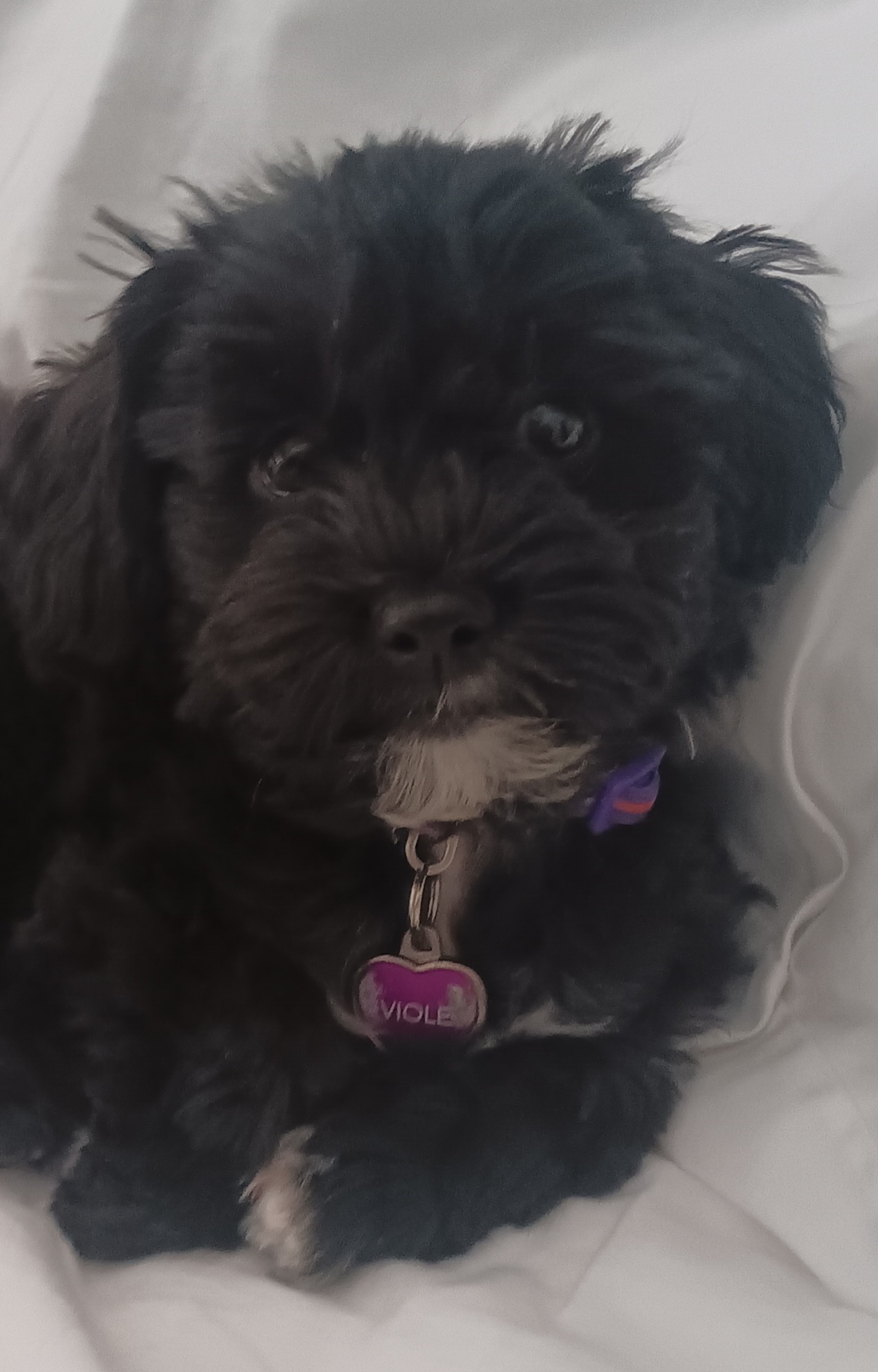 Photo Review Submission from Eddie and Effie Slattery