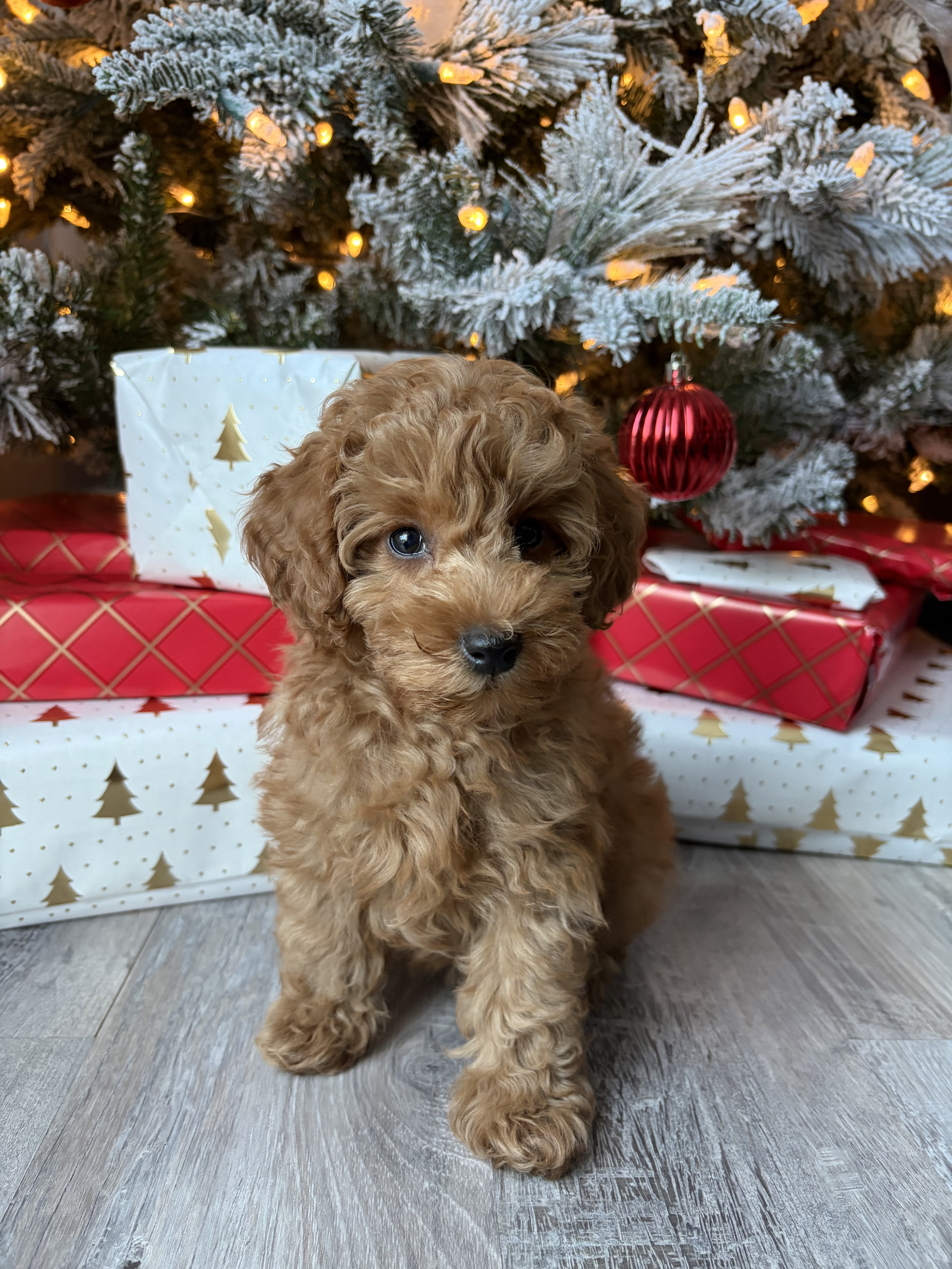 Photo Review Submission from Liz & Ricardo Abreo