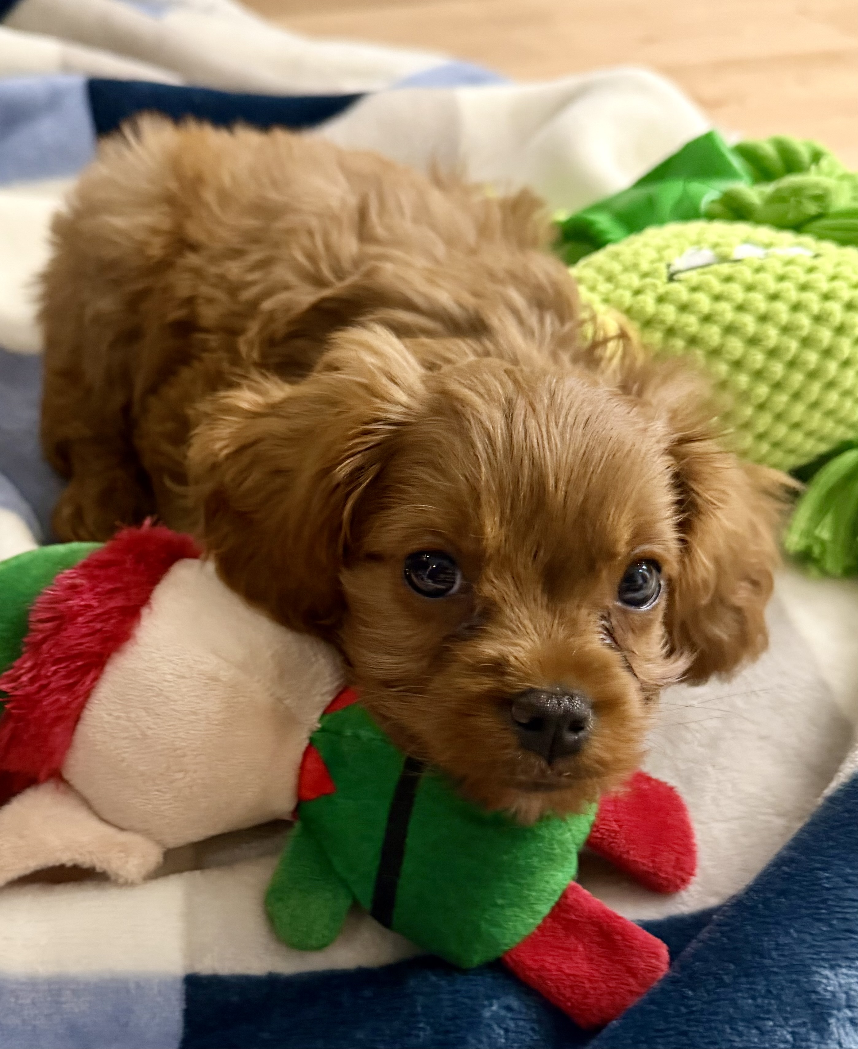 Photo Review Submission from Jen Reed