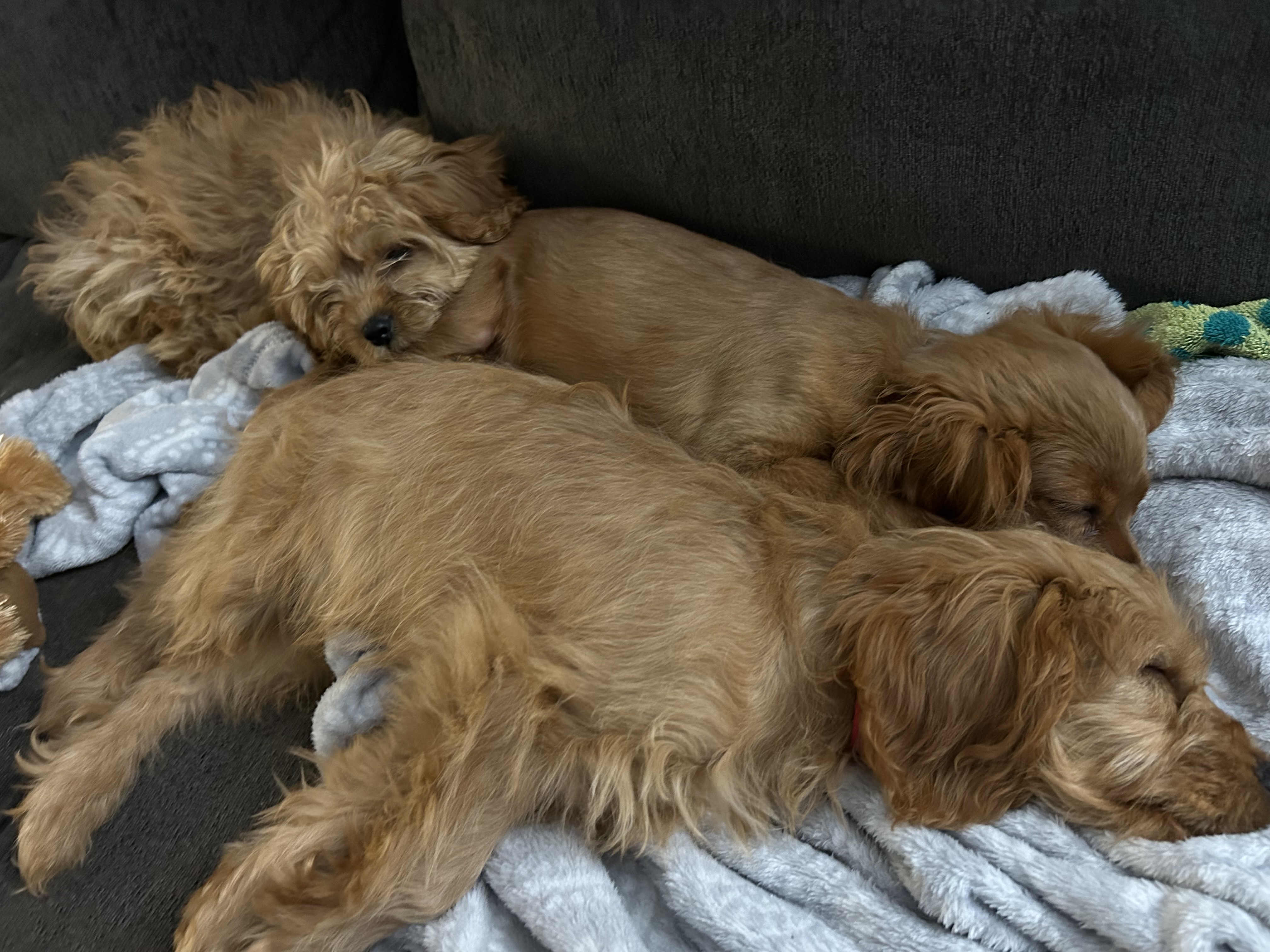 Photo Review Submission from Annabelle Chase