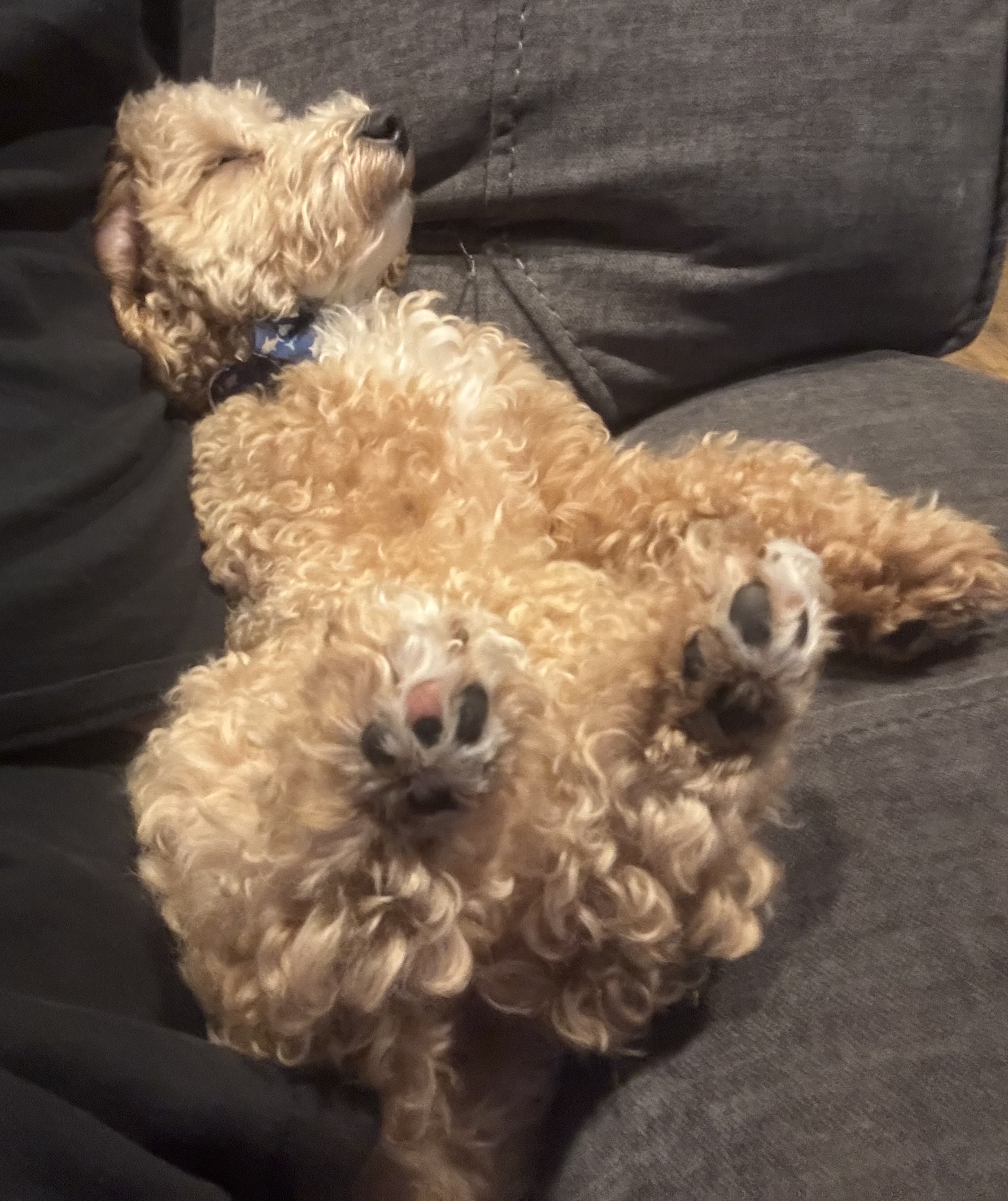 Photo Review Submission from Piech Family