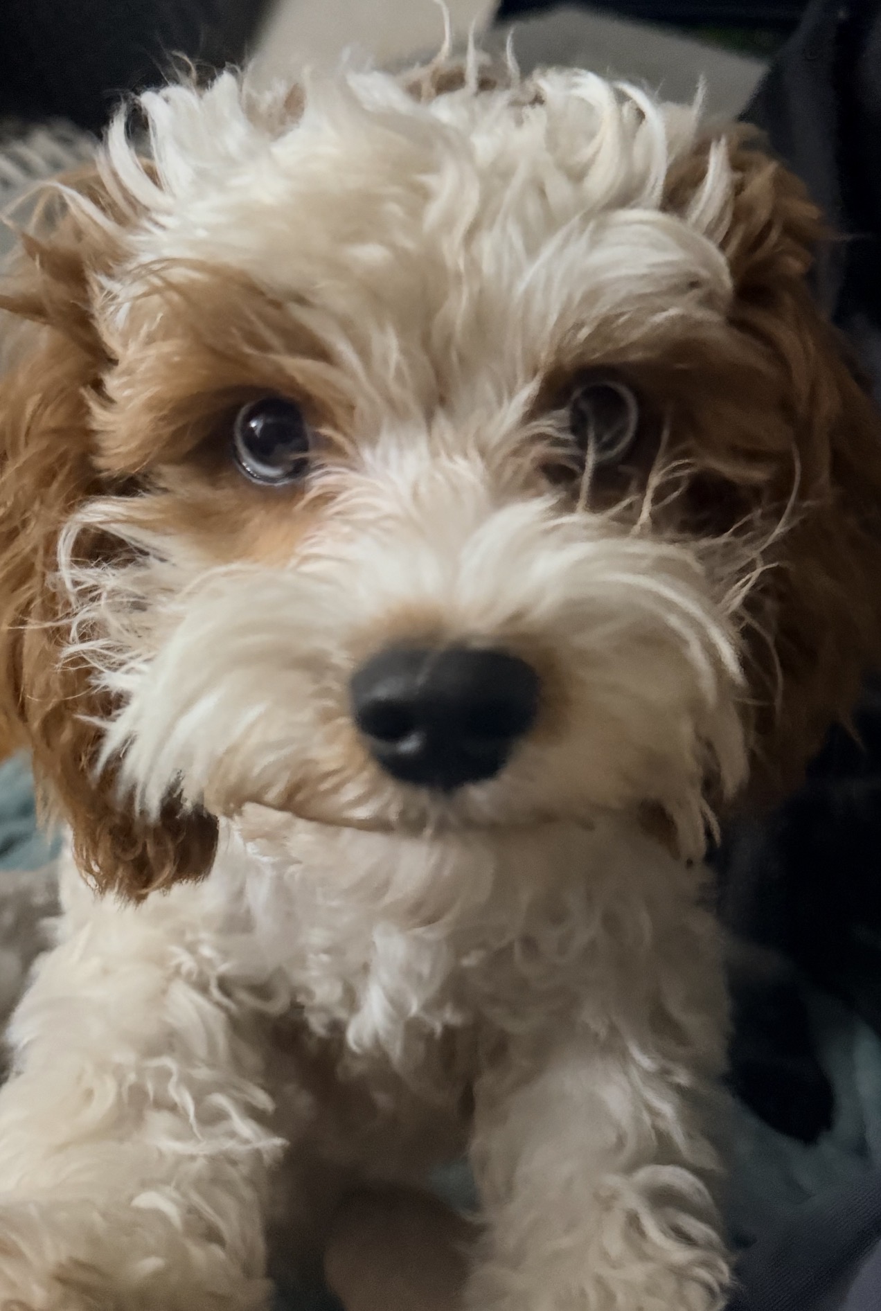 Photo Review Submission from Chris Biby