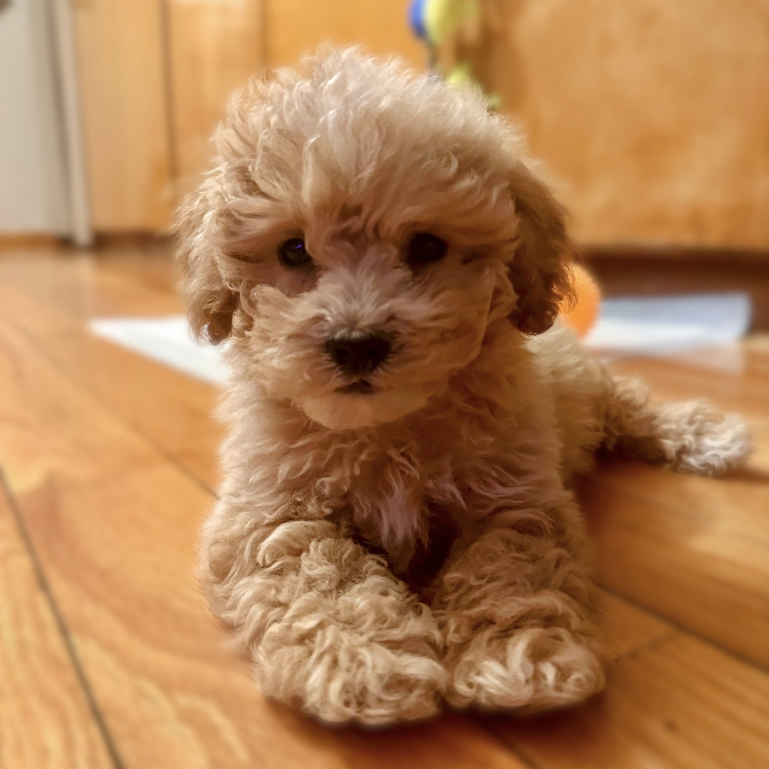 Photo Review Submission from Miguel Coeto