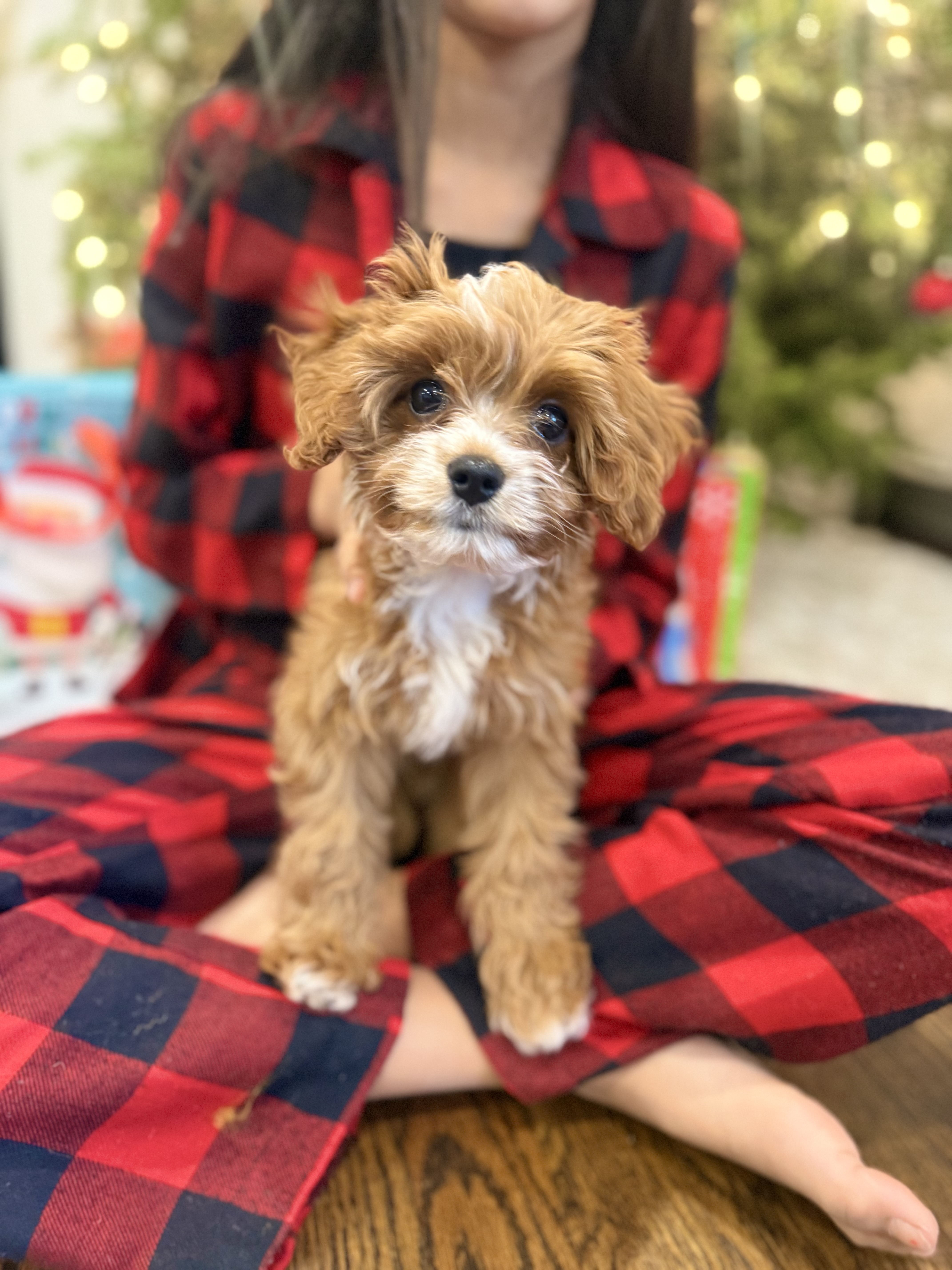 Photo Review Submission from Reema Rao