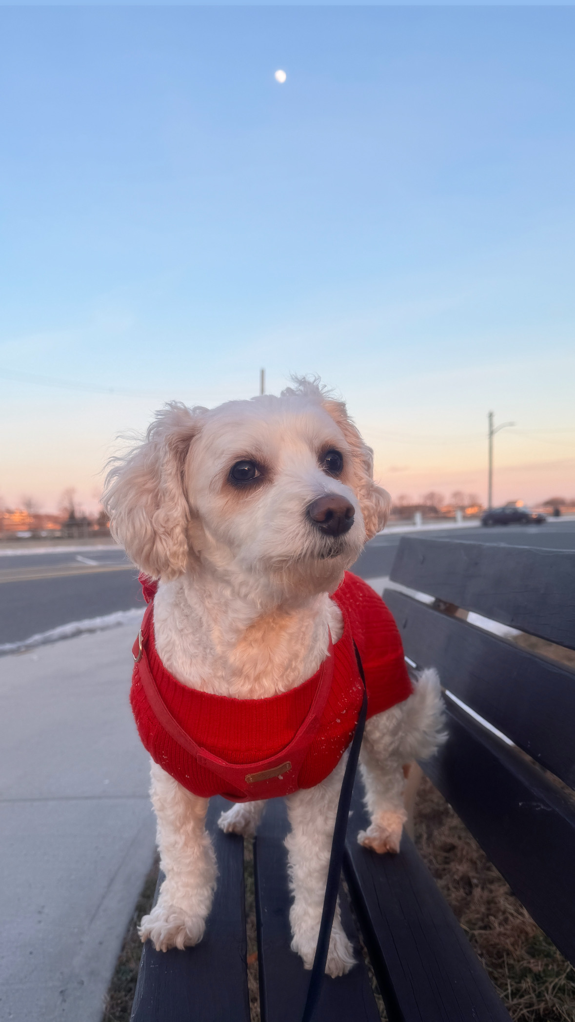 Photo Review Submission from Mona Balgobin