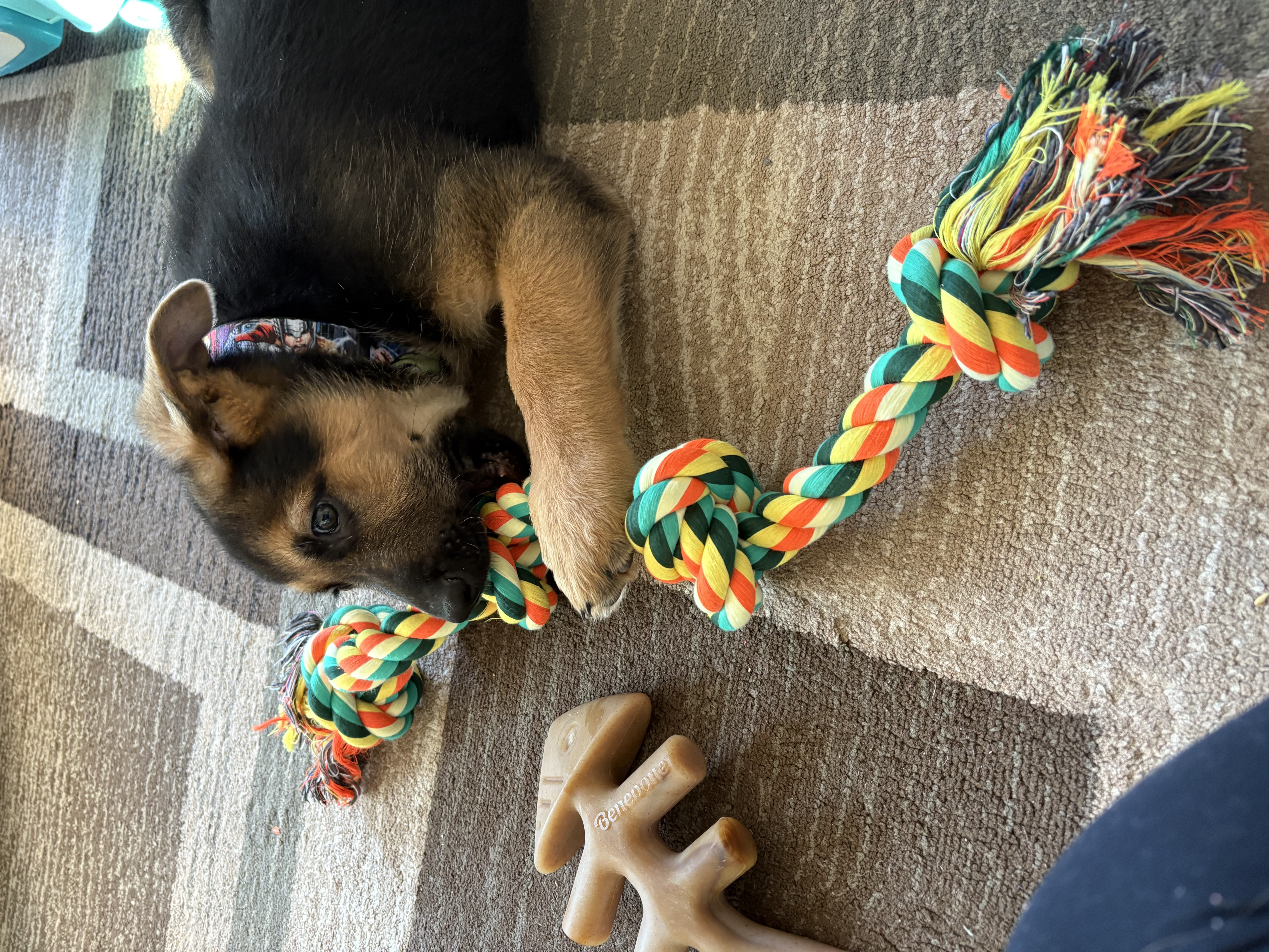 Photo Review Submission from Amanda Trefz