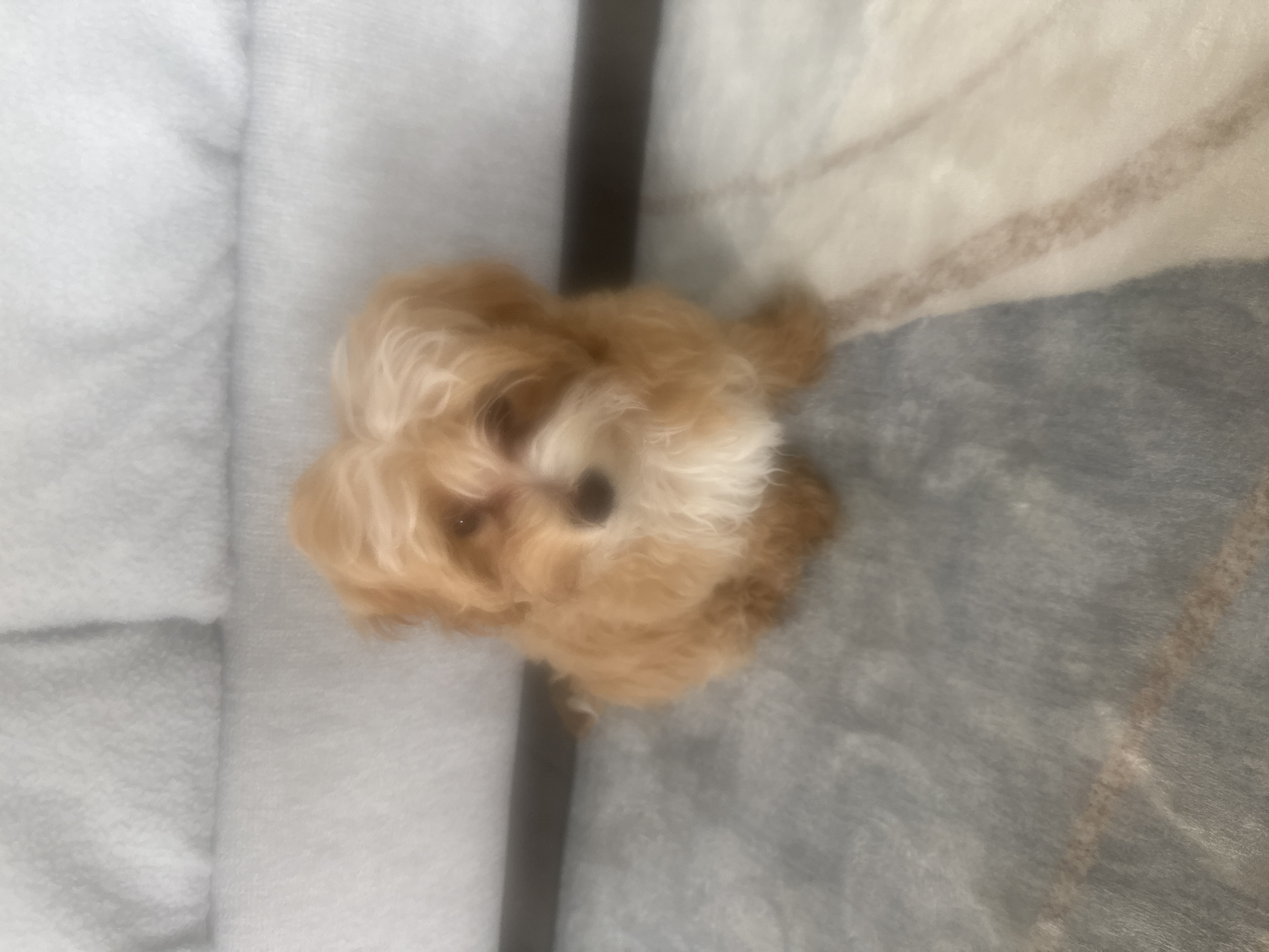 Photo Review Submission from Epines Chavangi