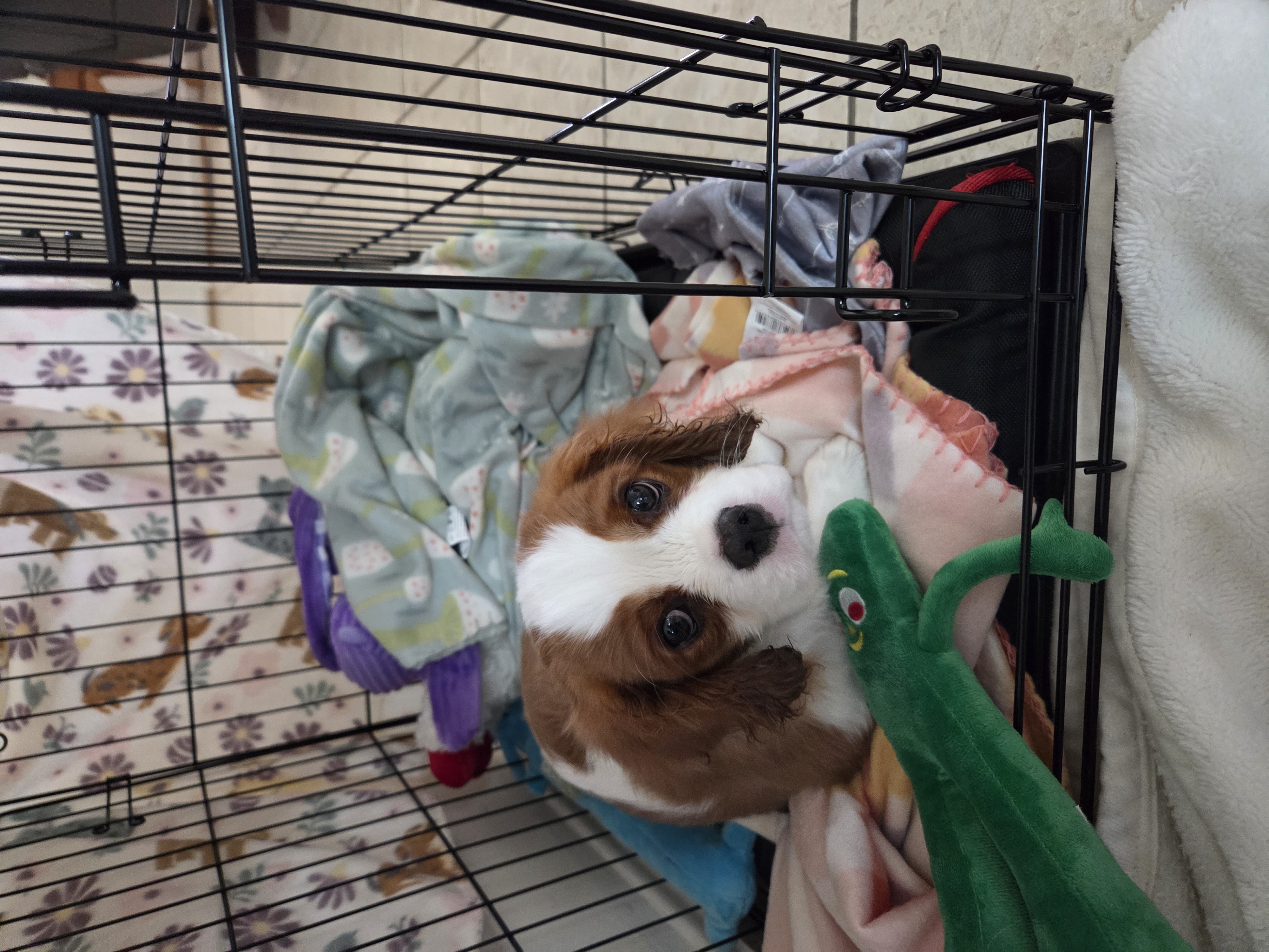 Photo Review Submission from Pat Militello