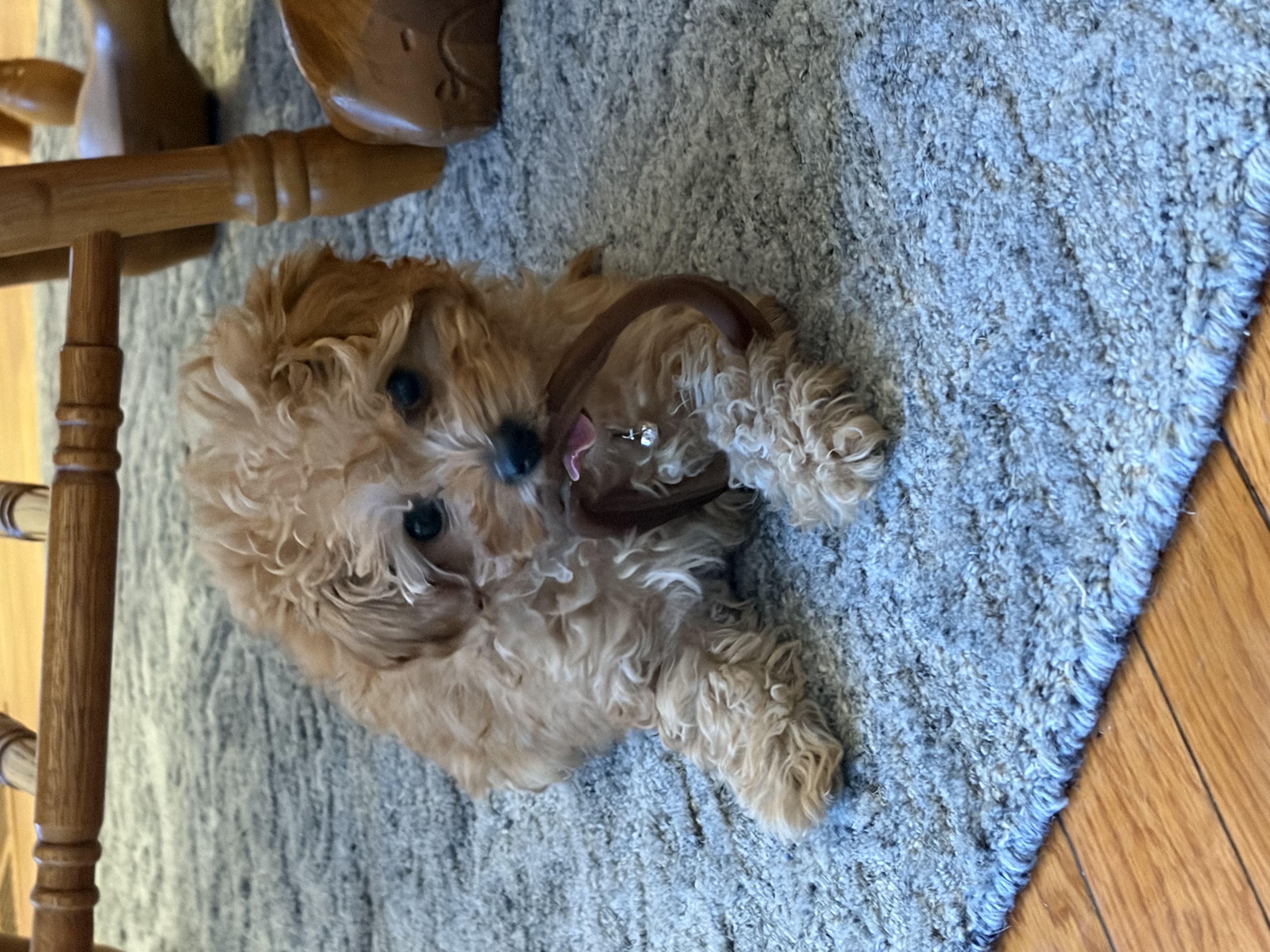 Photo Review Submission from Donna Chambers