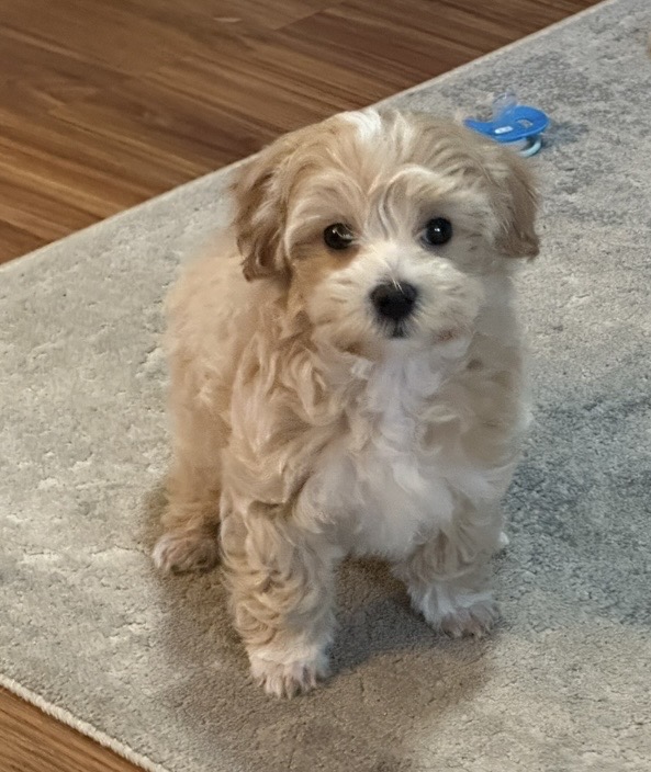 Photo Review Submission from Ker Moua