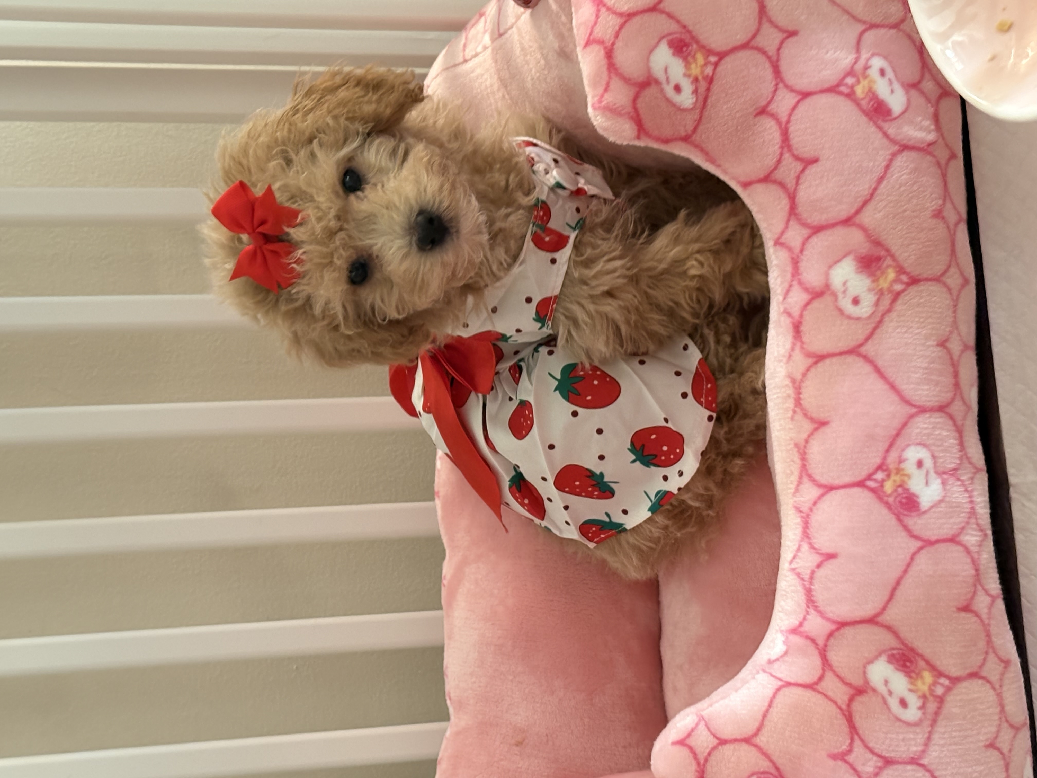 Photo Review Submission from Daisia Wright