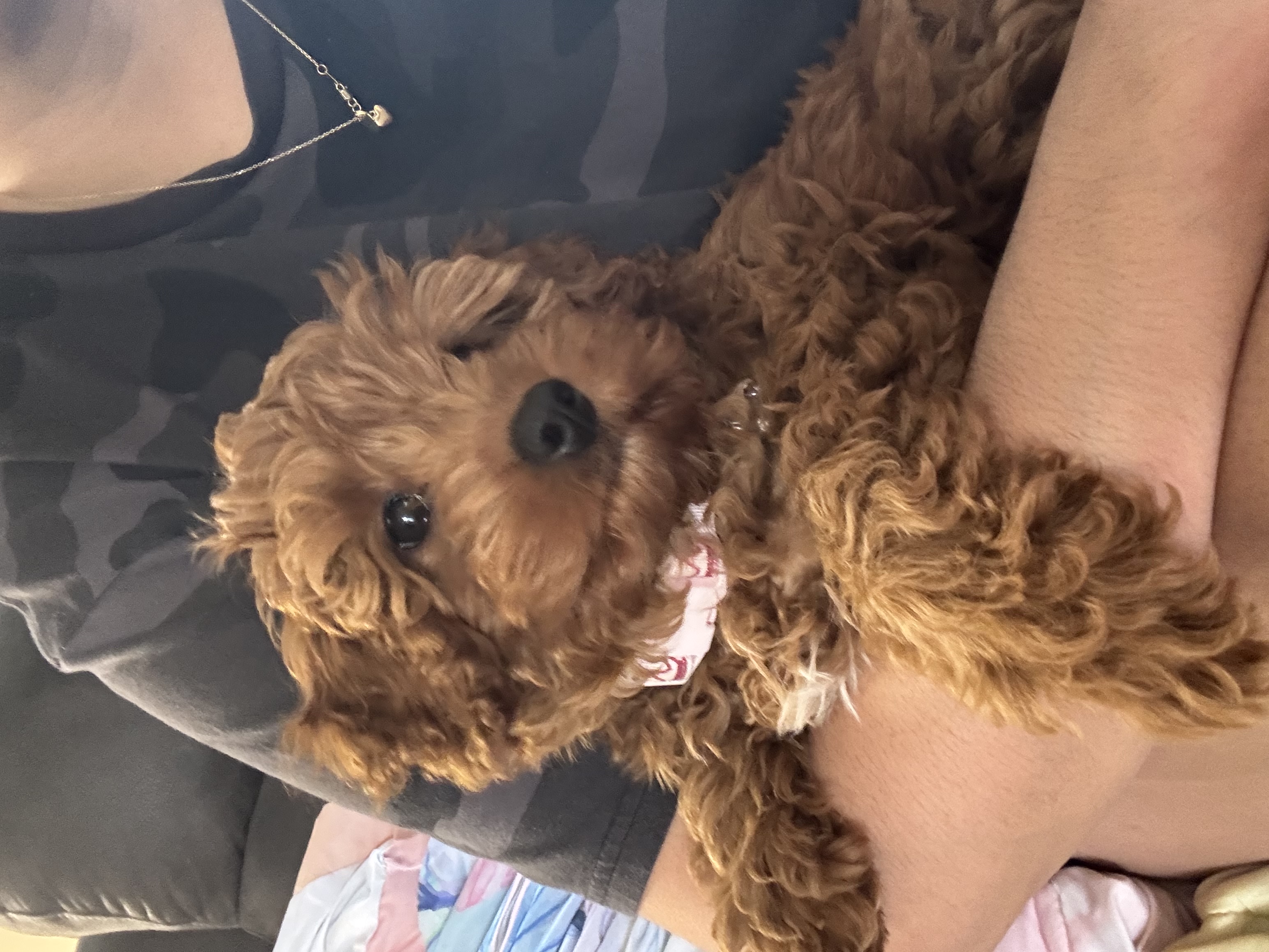 Photo Review Submission from Tomas Milano