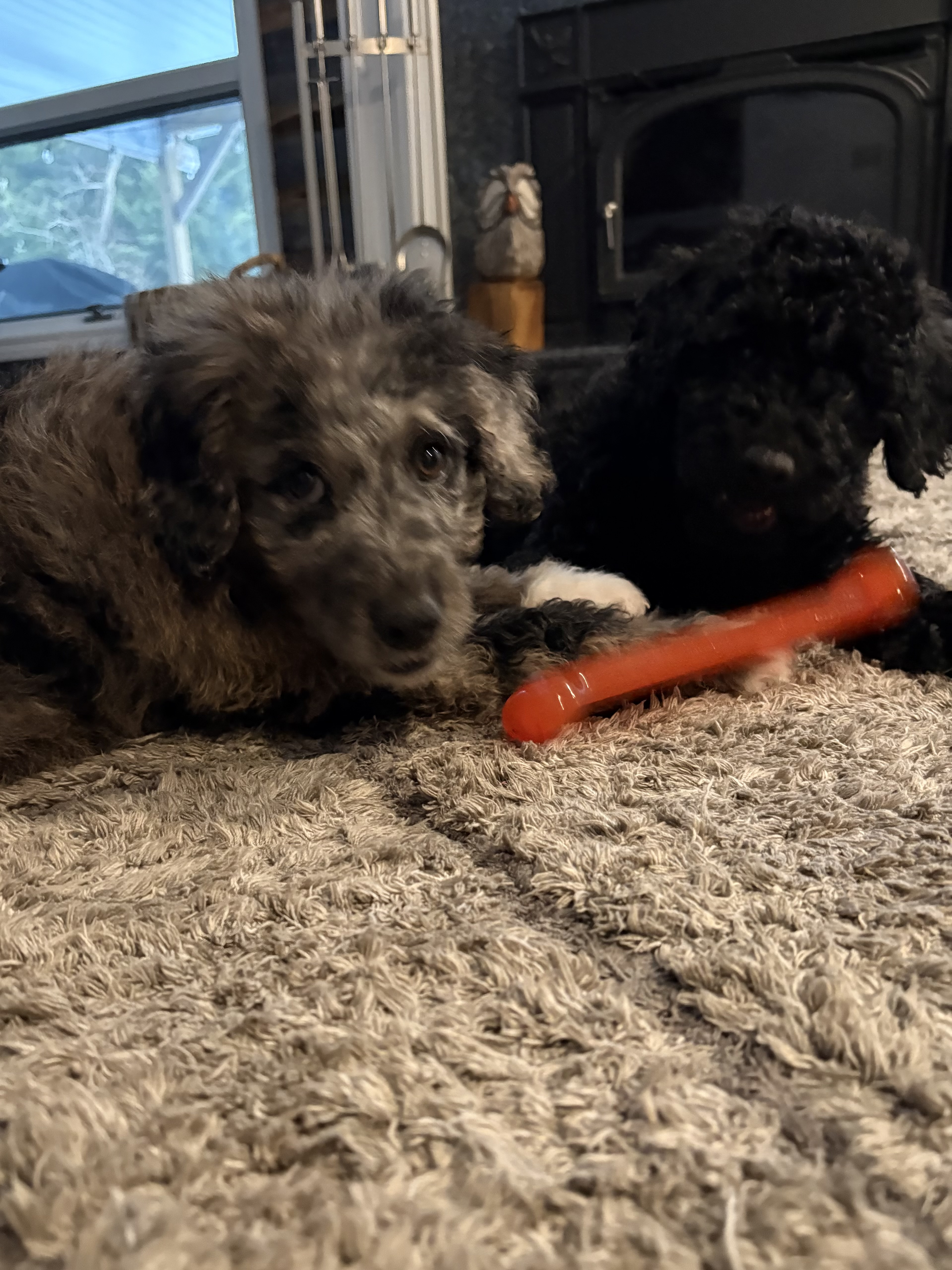 Photo Review Submission from JoAnn Lusardi