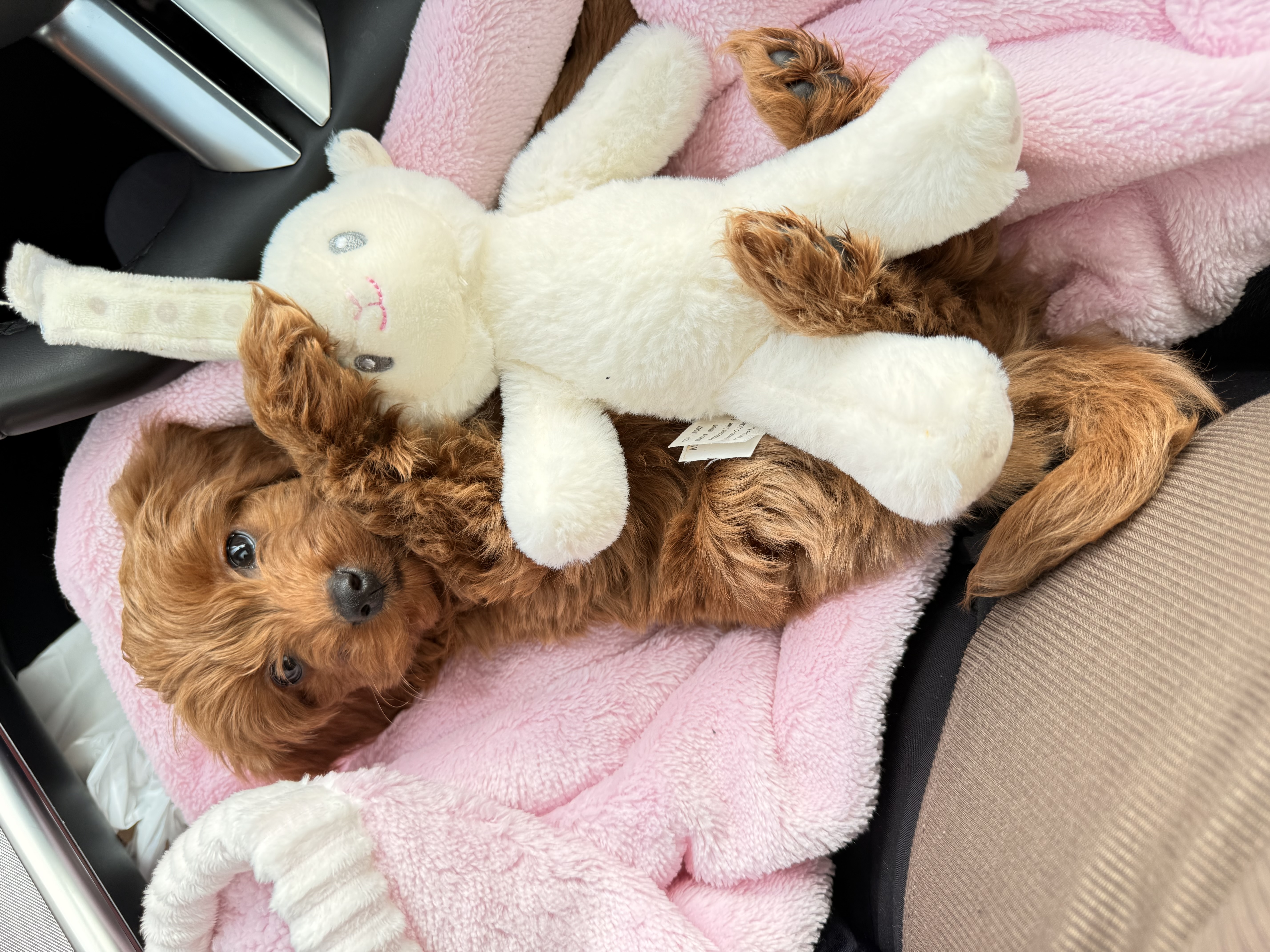 Photo Review Submission from Isabela Mariano