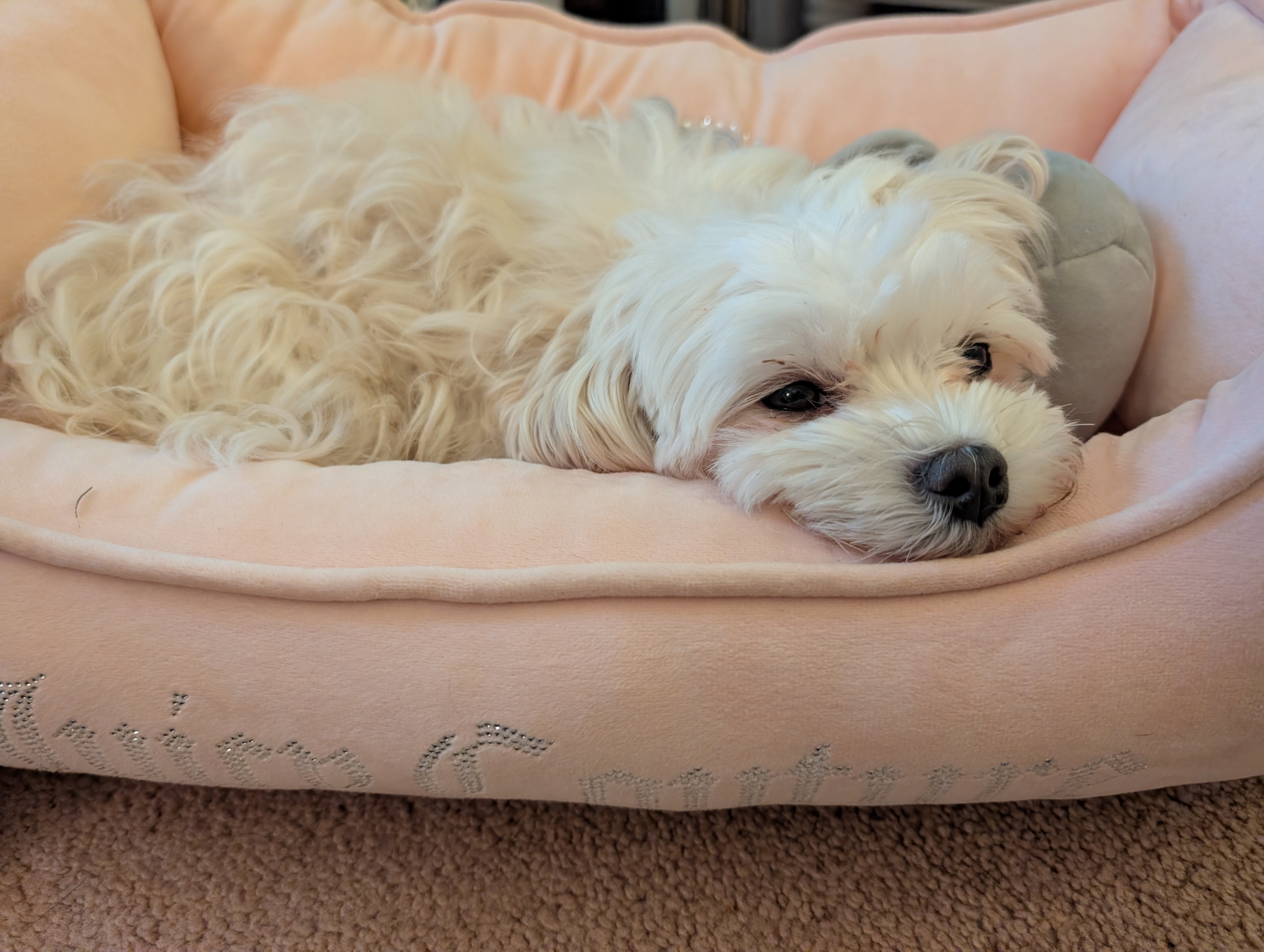 Photo Review Submission from Elicia Reynolds