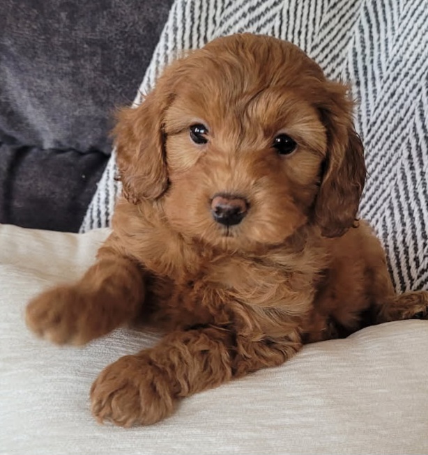 Photo Review Submission from Kelli Vocke