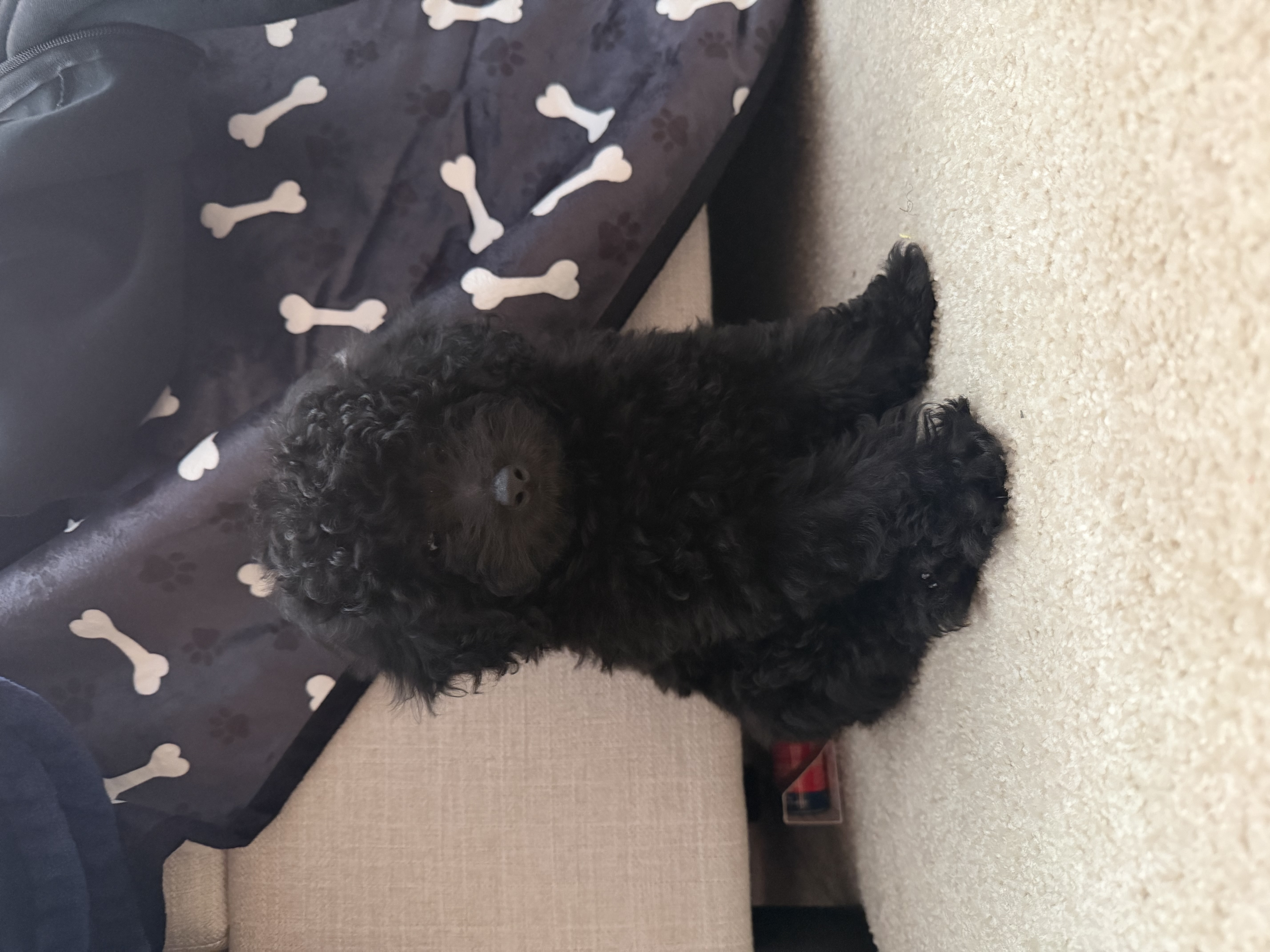 Photo Review Submission from Davina Morris
