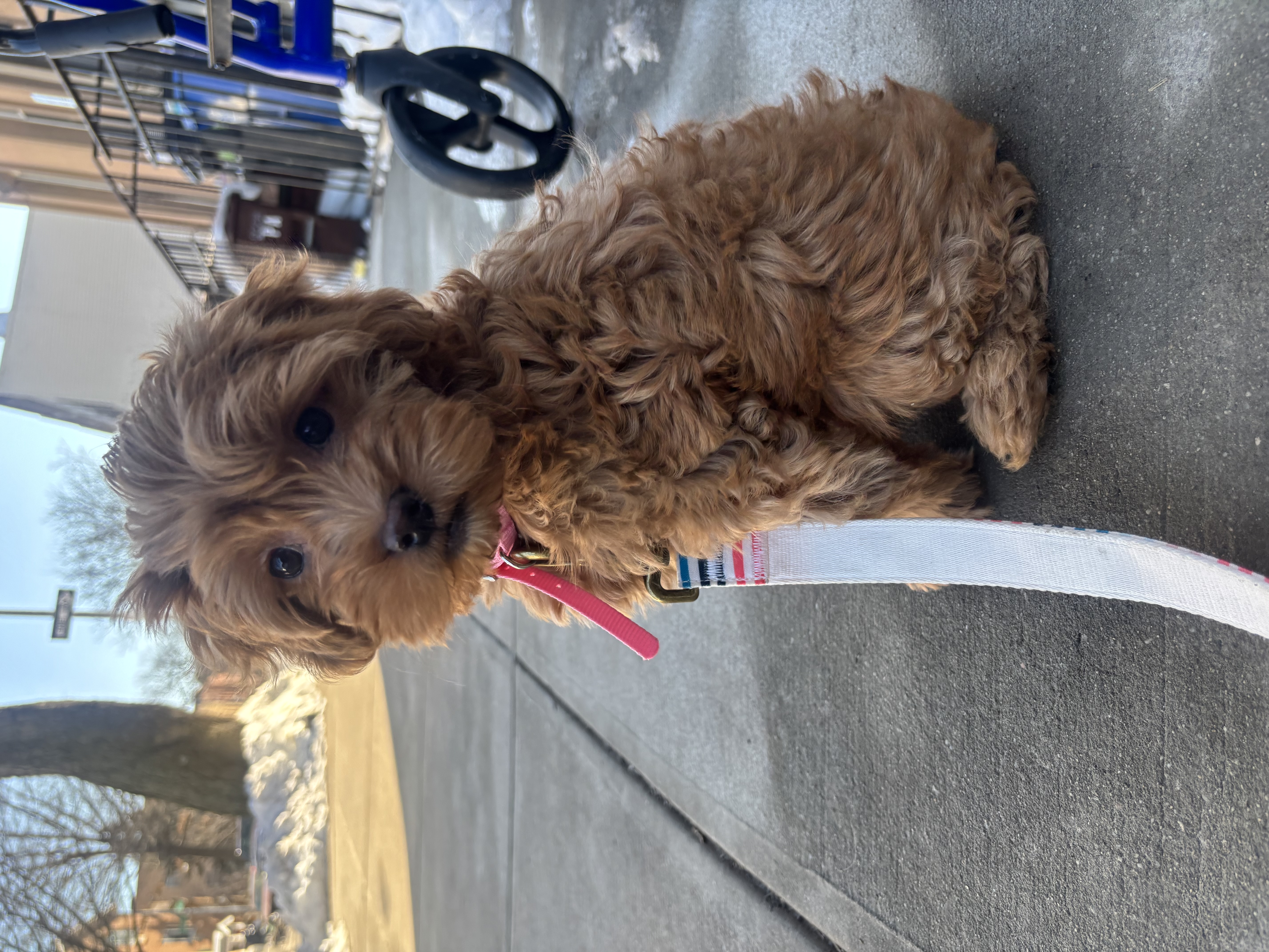 Photo Review Submission from Jeliness Restituyo