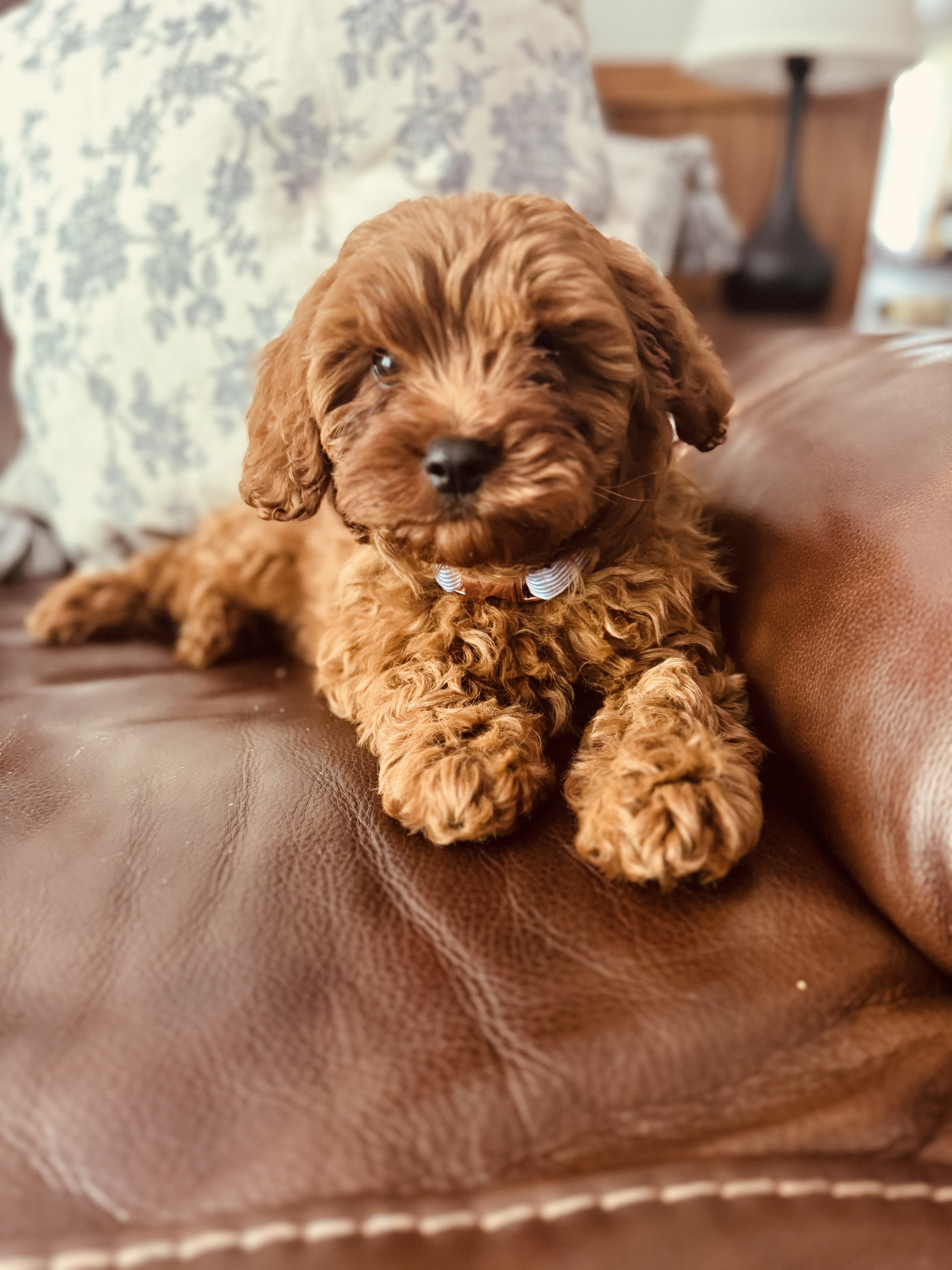 Photo Review Submission from Harley Jones