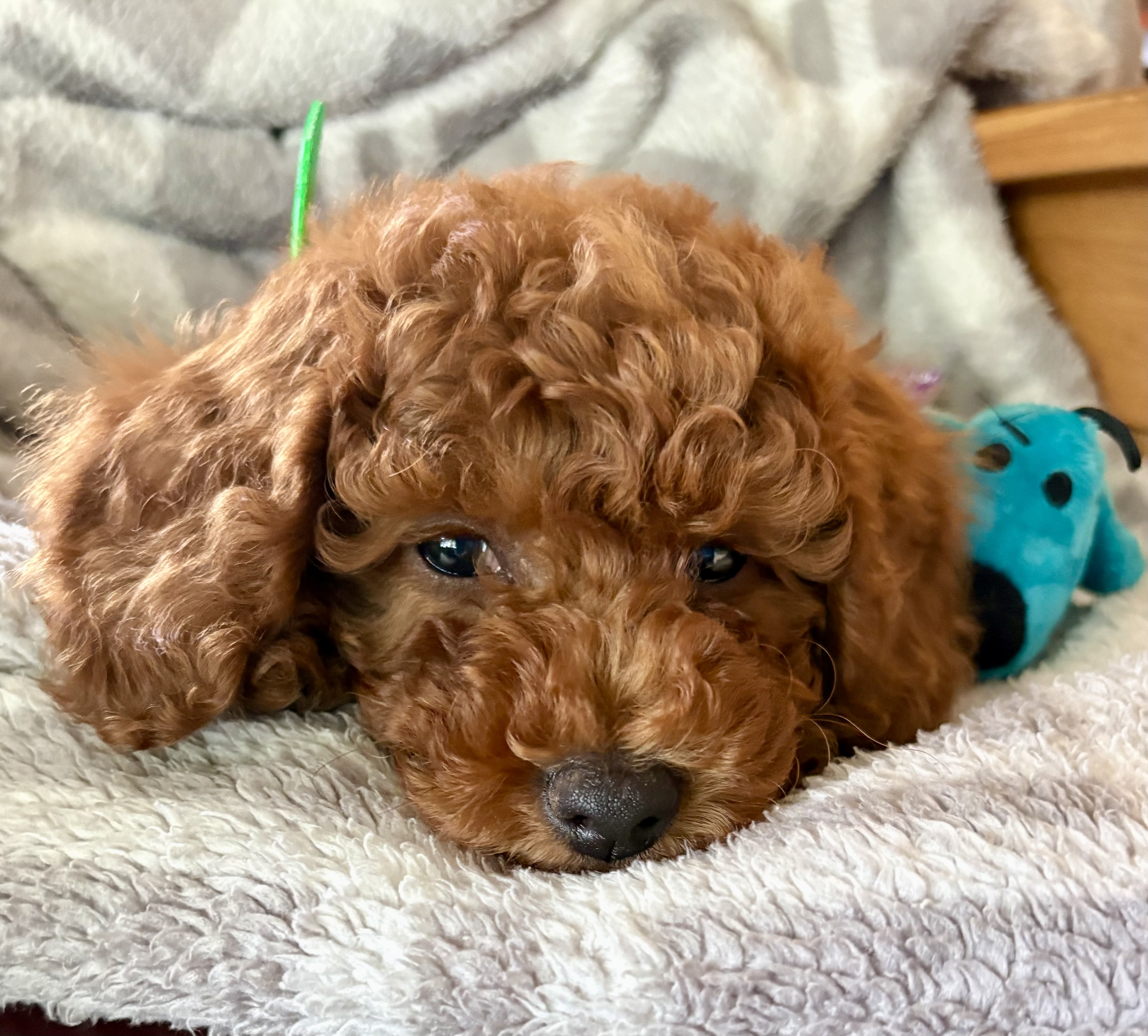 Photo Review Submission from Linda Tofolowsky