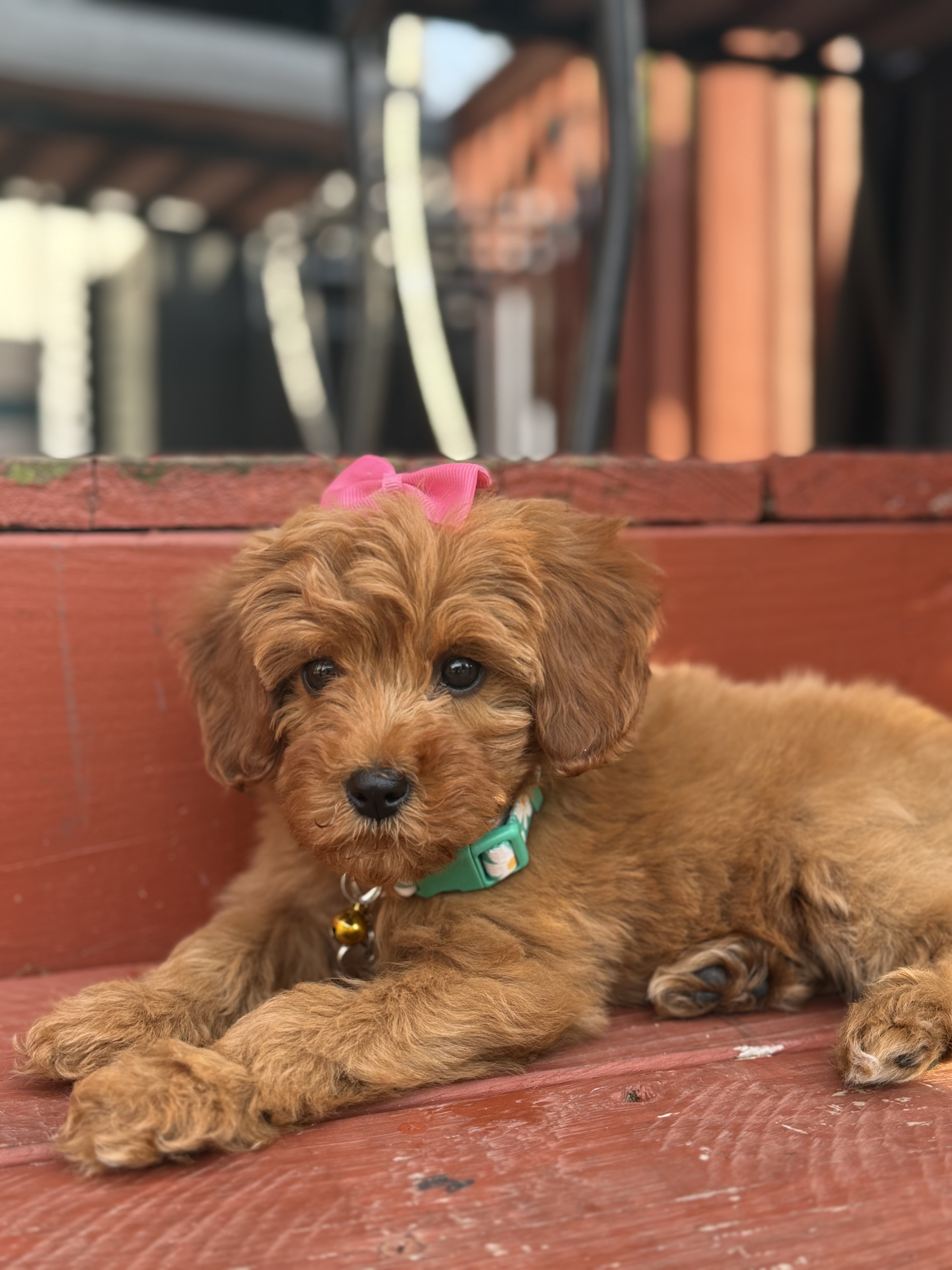 Photo Review Submission from Roxanna Caraballo