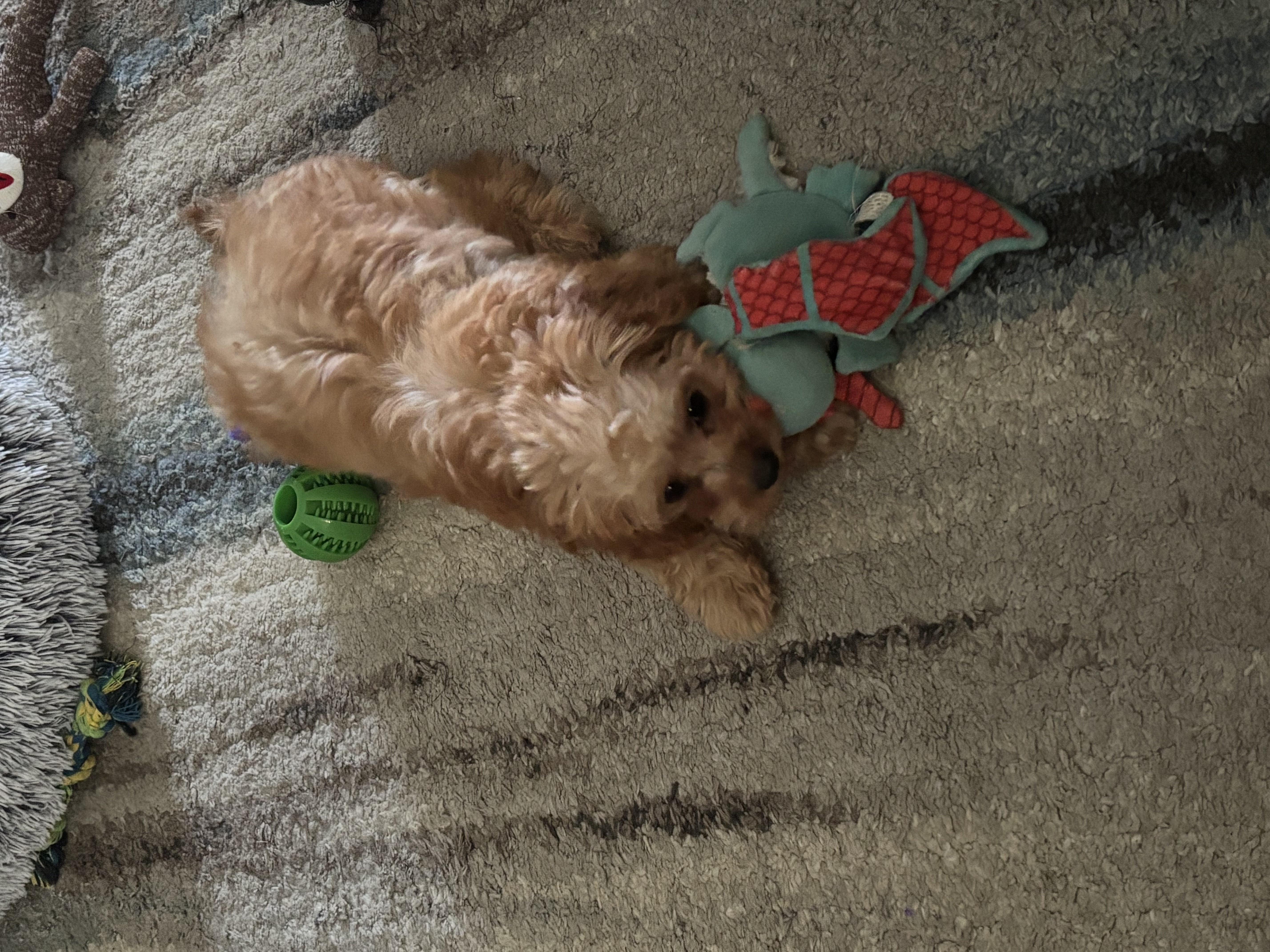 Photo Review Submission from Dee Wirth