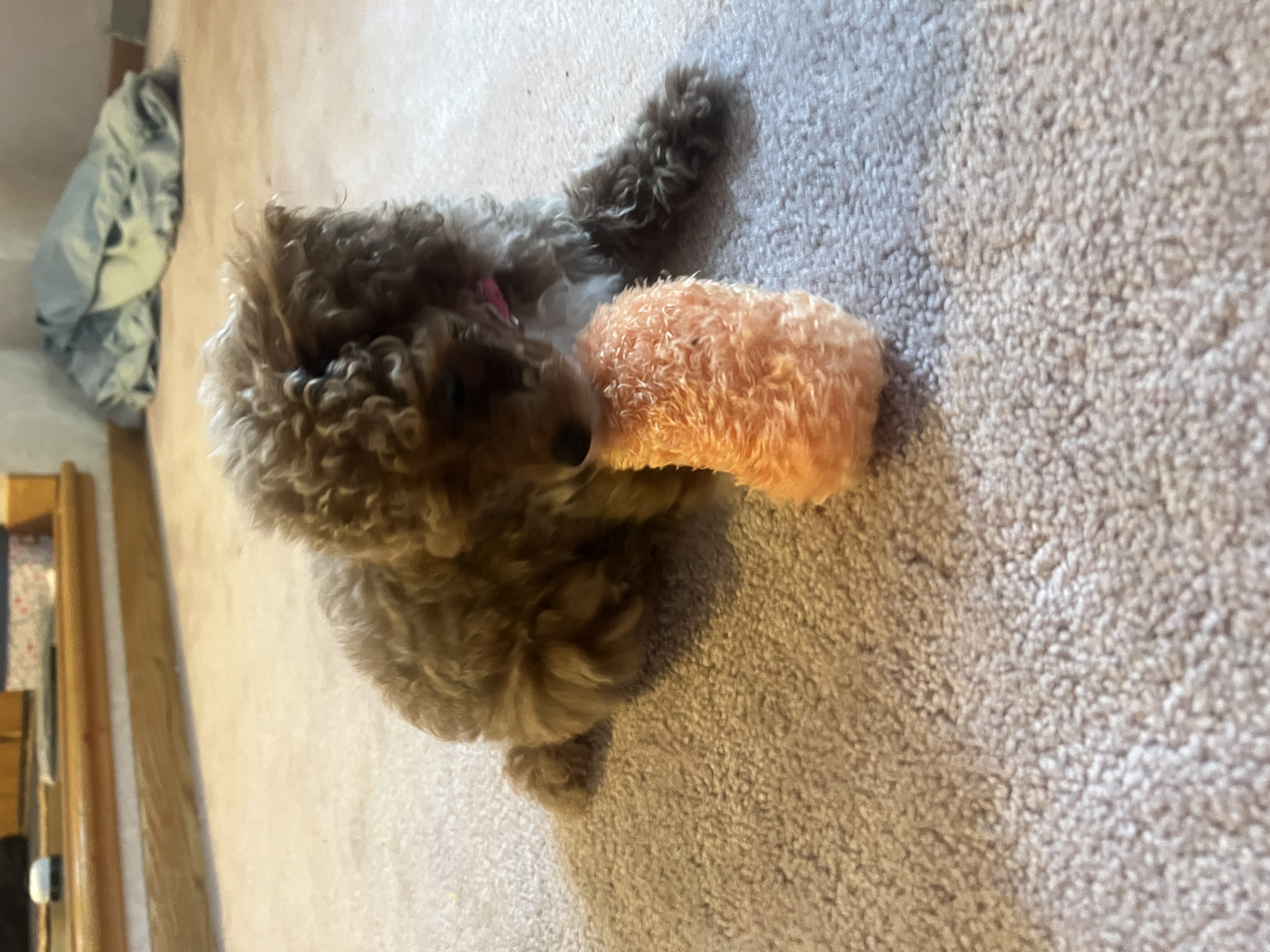 Photo Review Submission from Bonnie Eisiminger