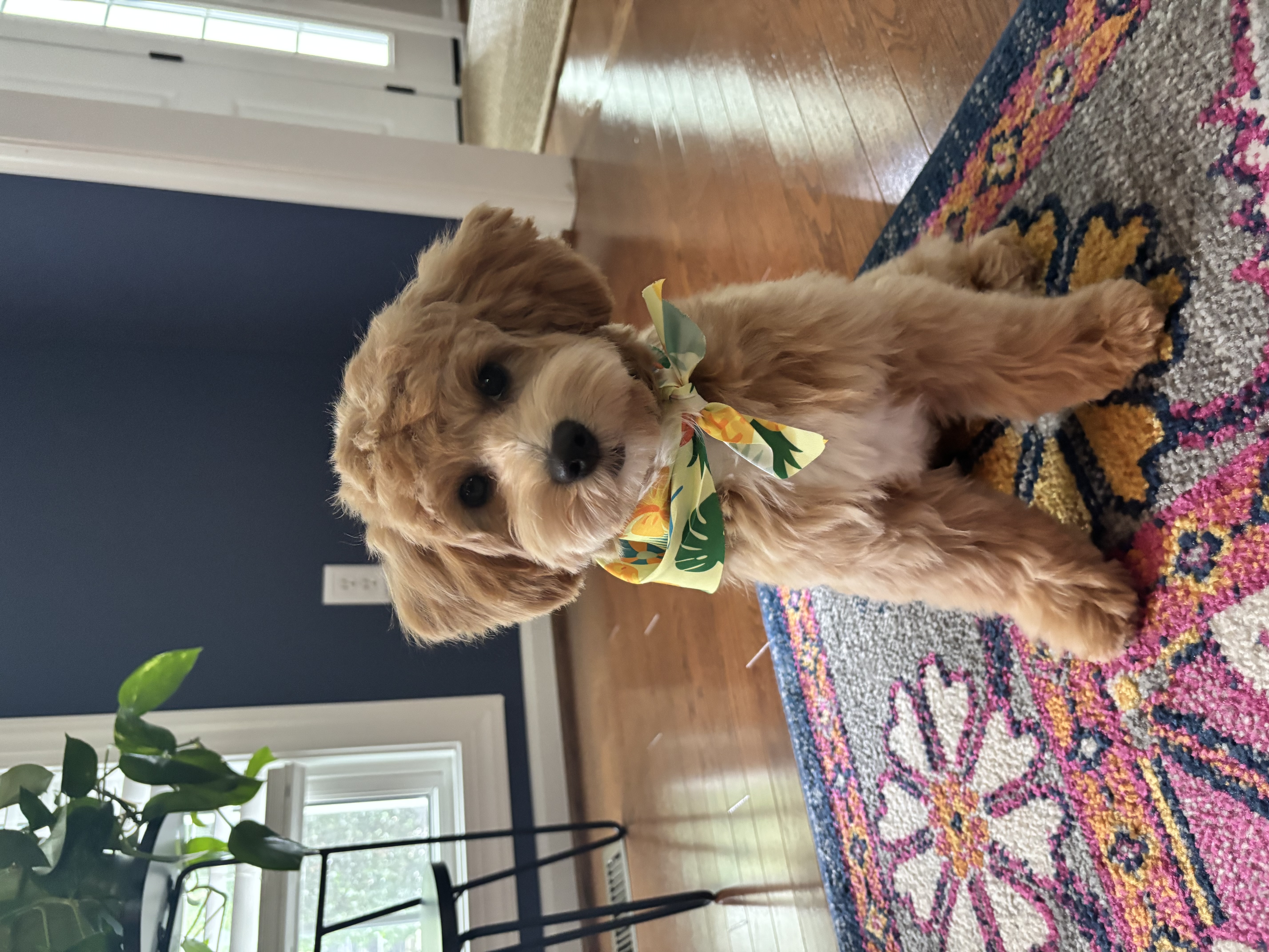 Photo Review Submission from Alice H.
